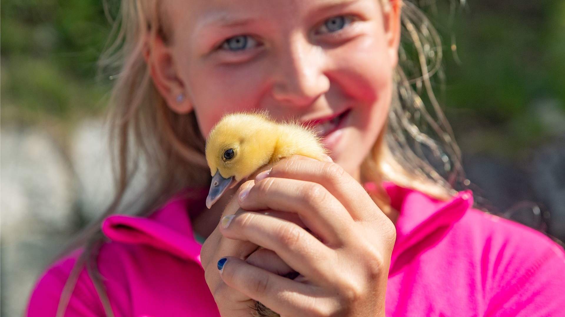 Gardsbesøk, Steim Gard