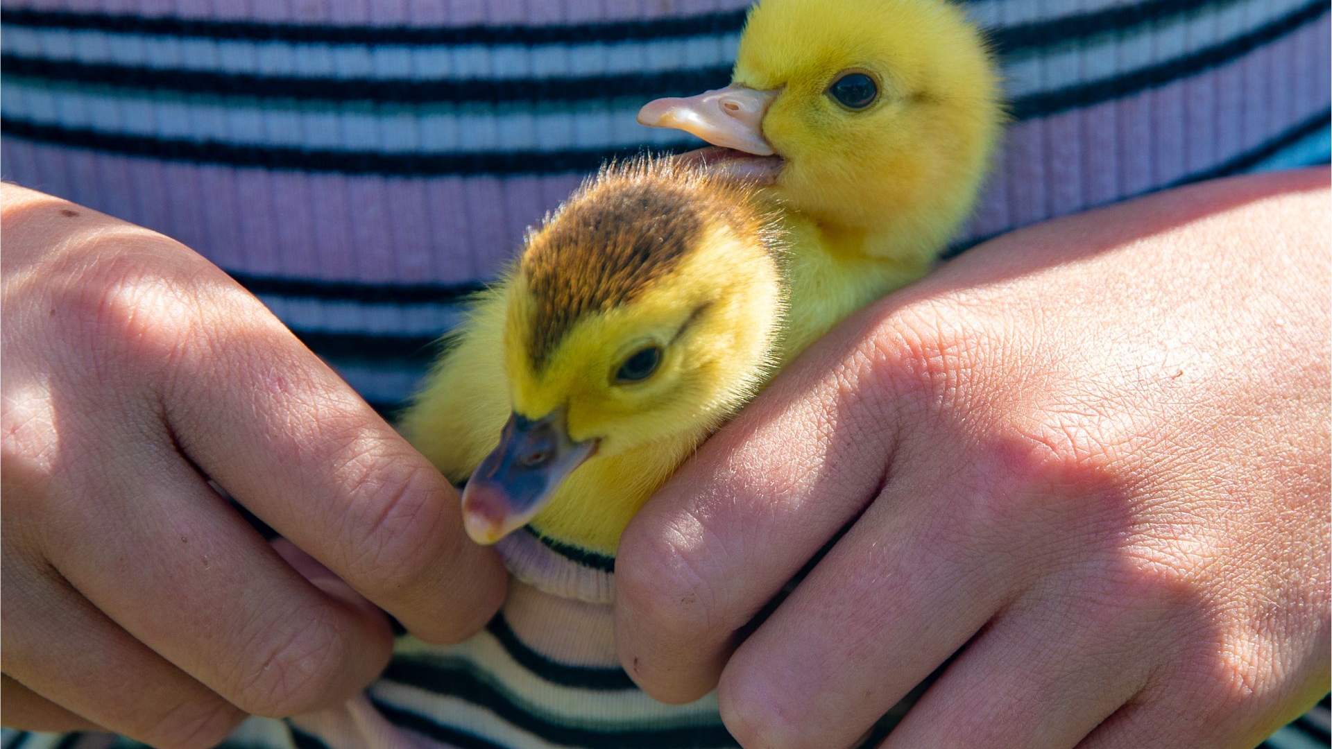 Gardsbesøk, Steim Gard
