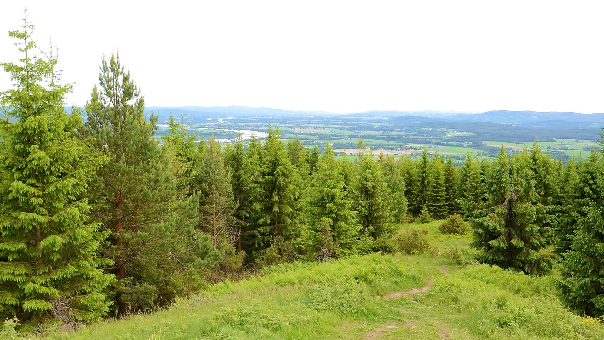 Utsikt fra Kjølabergstoppen, Åsnes kommune