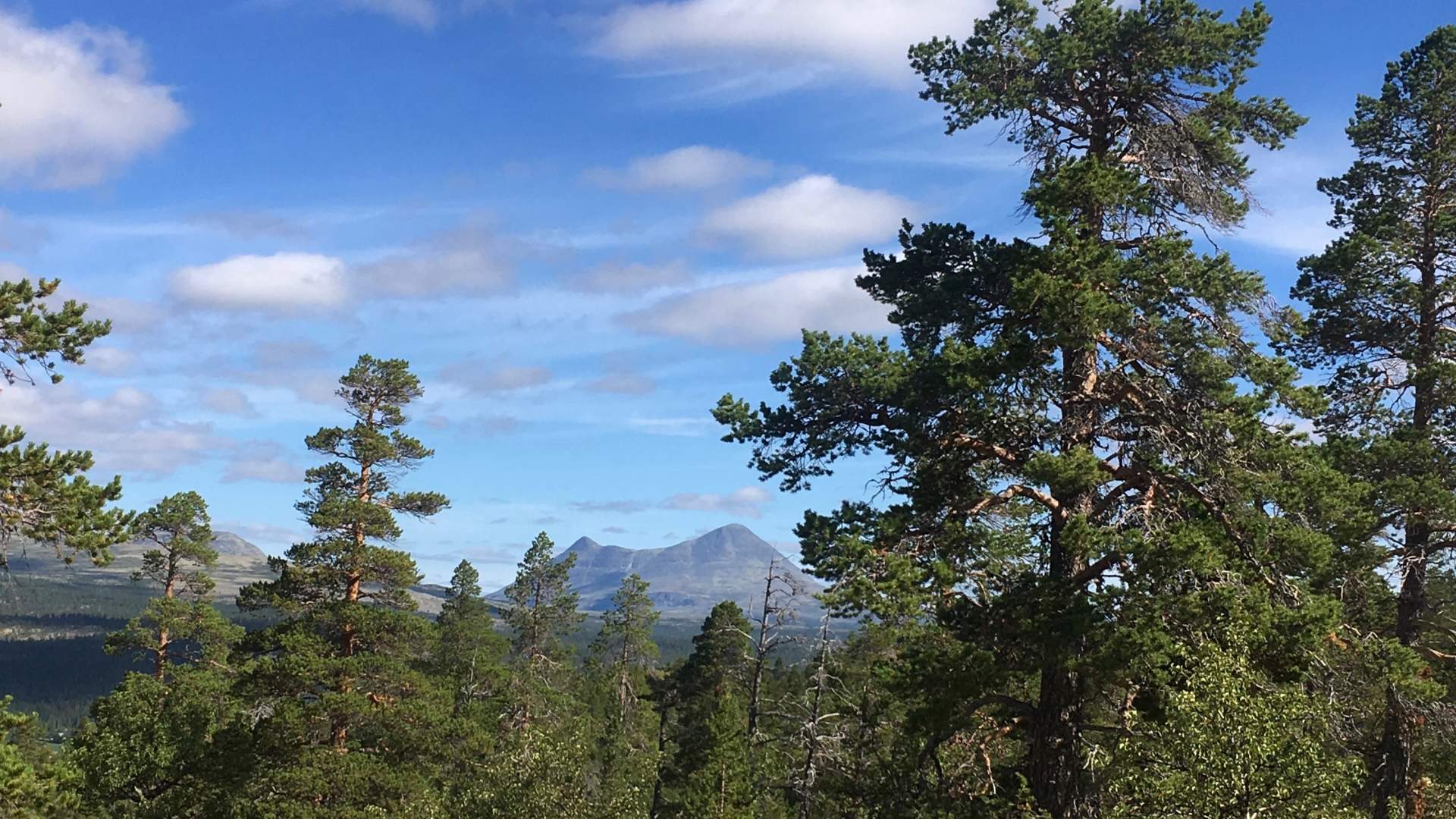 Gamle trær med fjell i bakgrunnen  | Venabu Fjellhotell