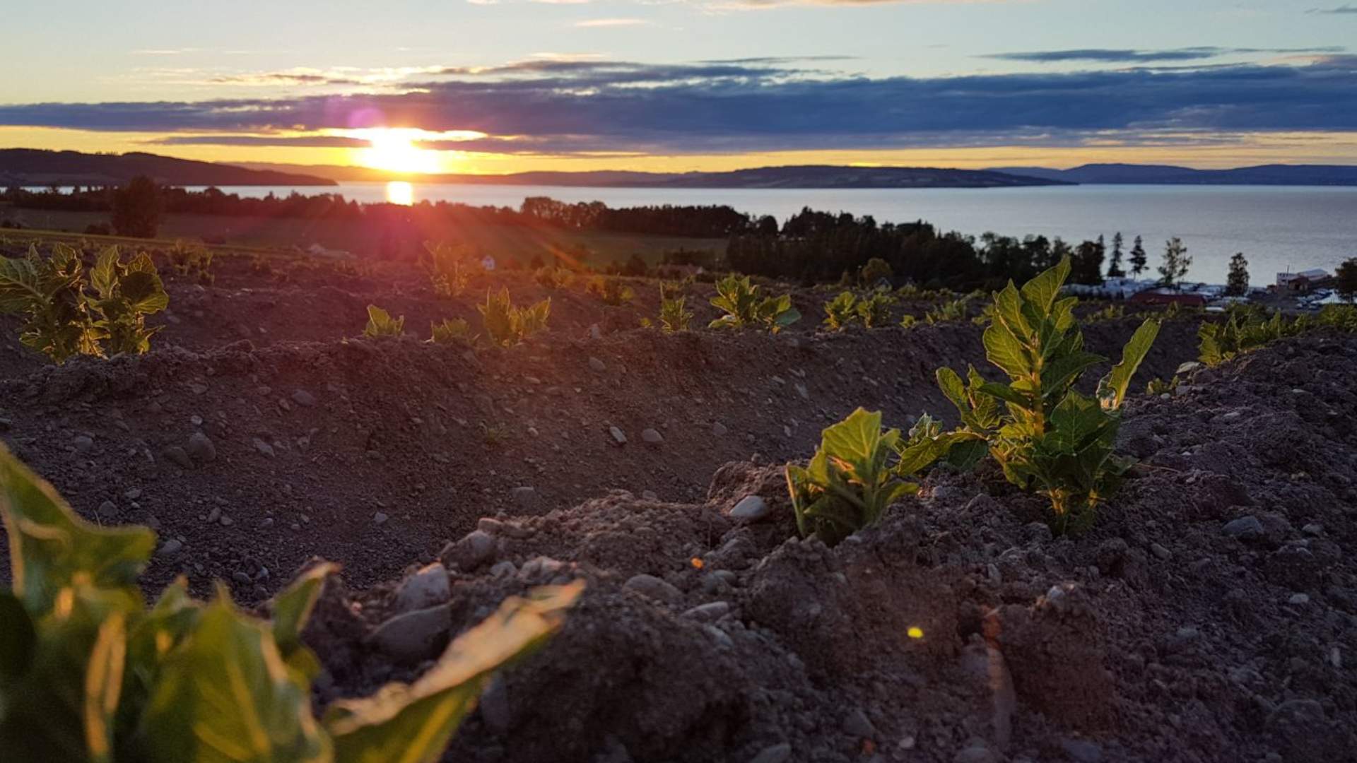 Stemningsfull solnedgang nær Evjua Strandpark