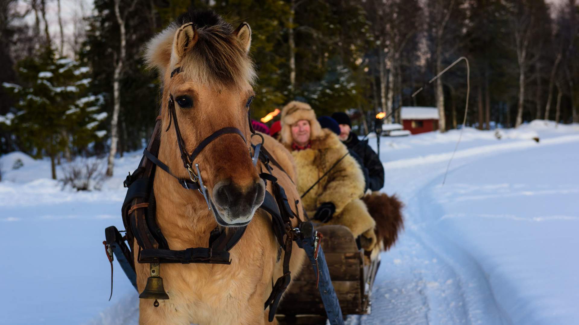 Hest og slede, en stemningsfull juletradisjon.