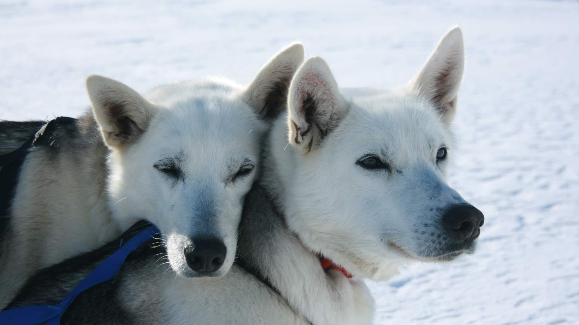 Alaska husky