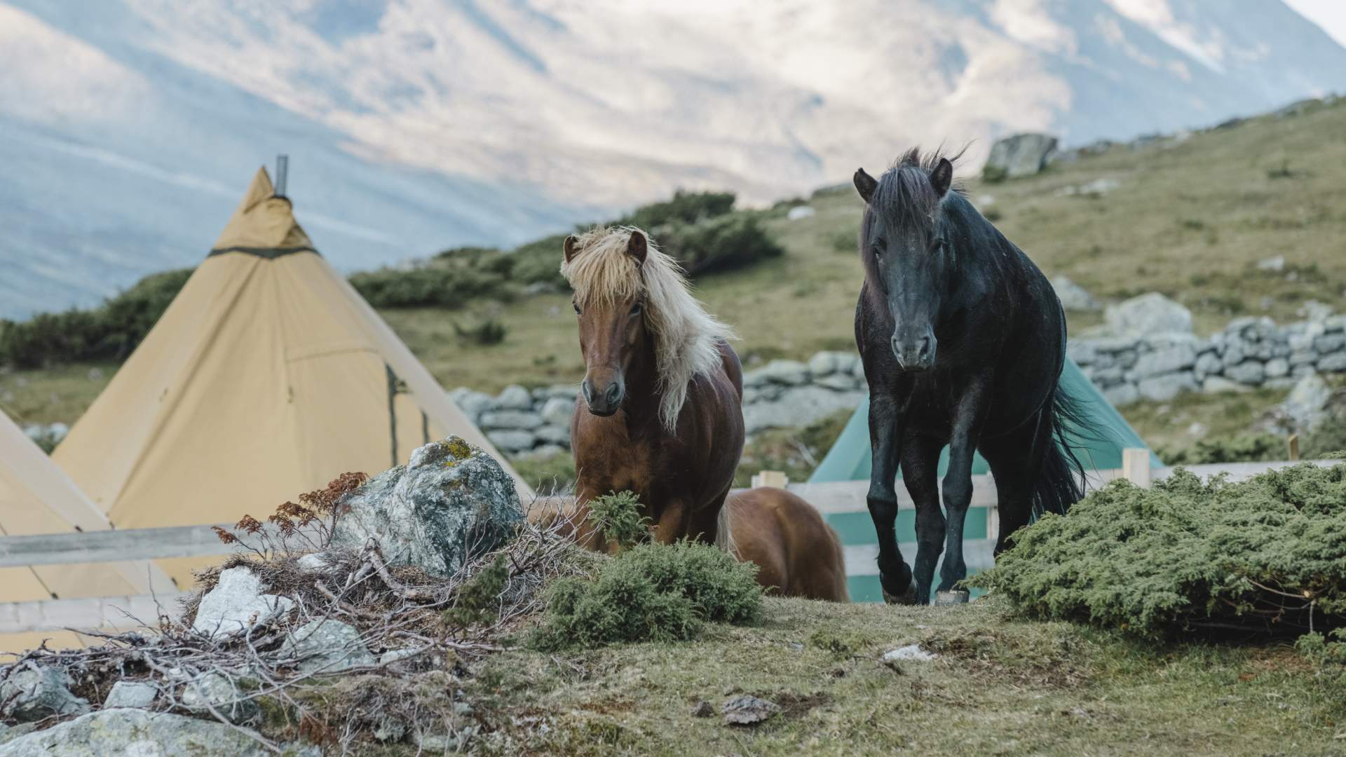 hest i leir