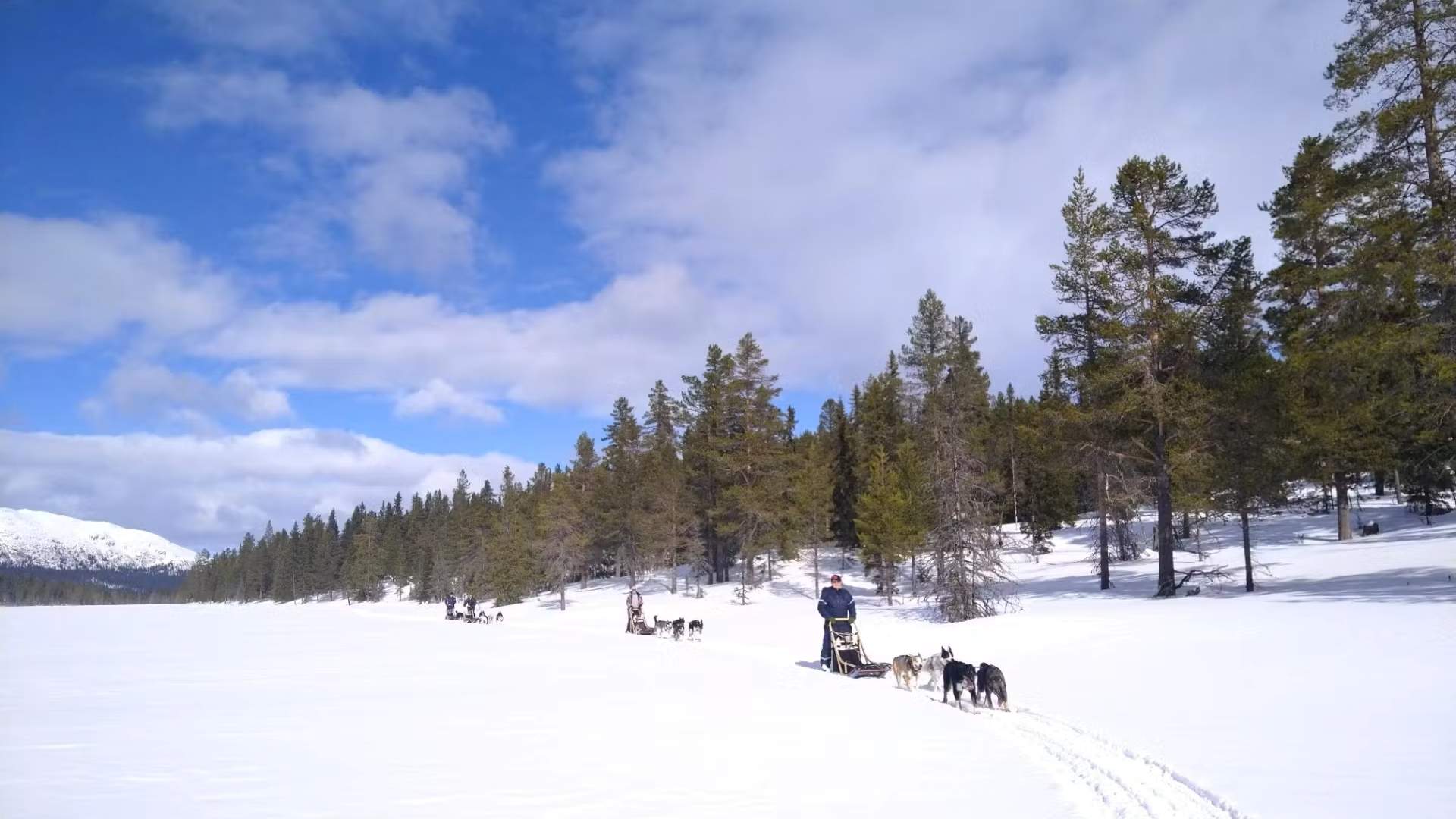 hundeslede med Eywas