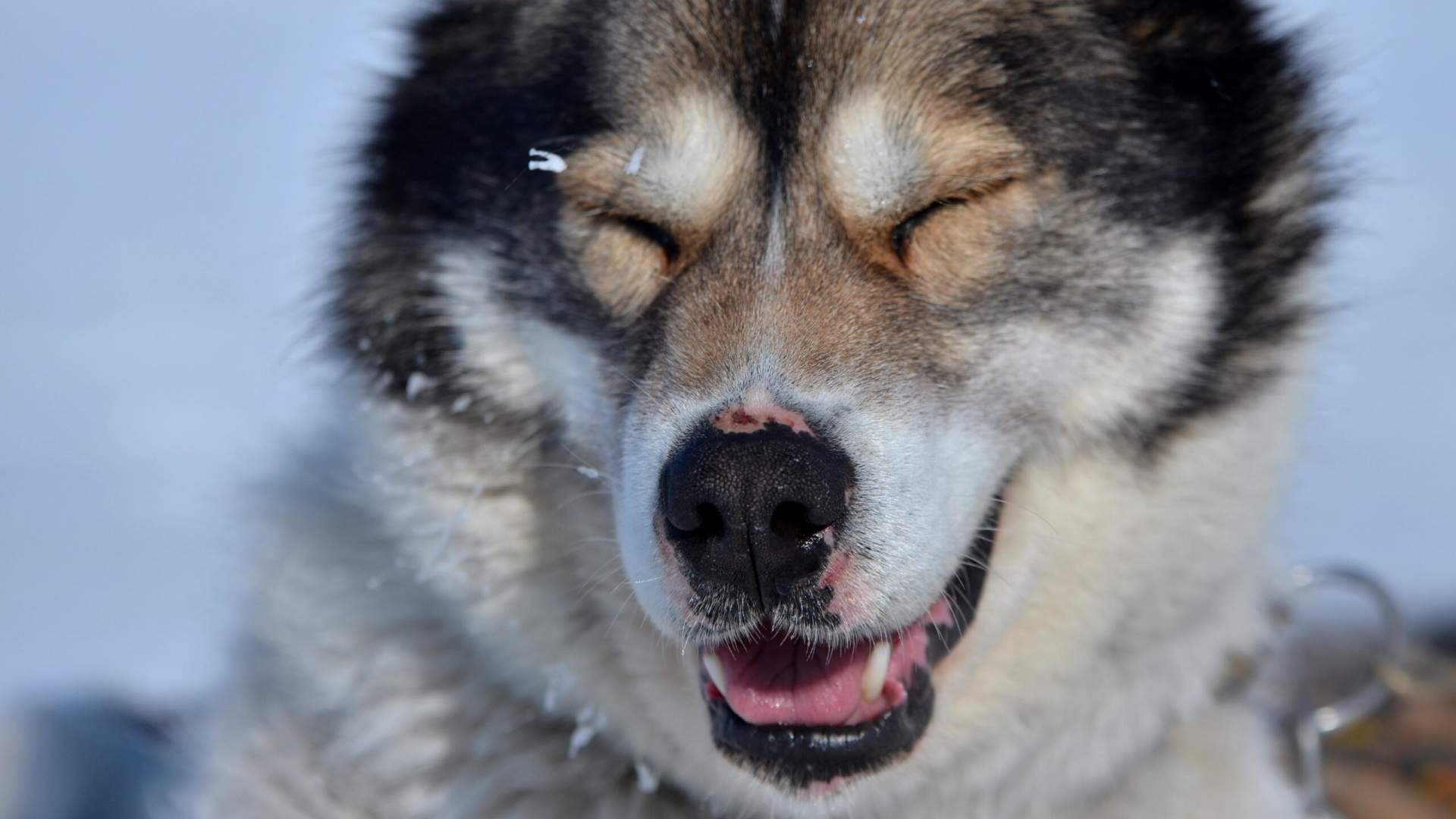 huskies_basecamp_spitsbergen_21-scaled