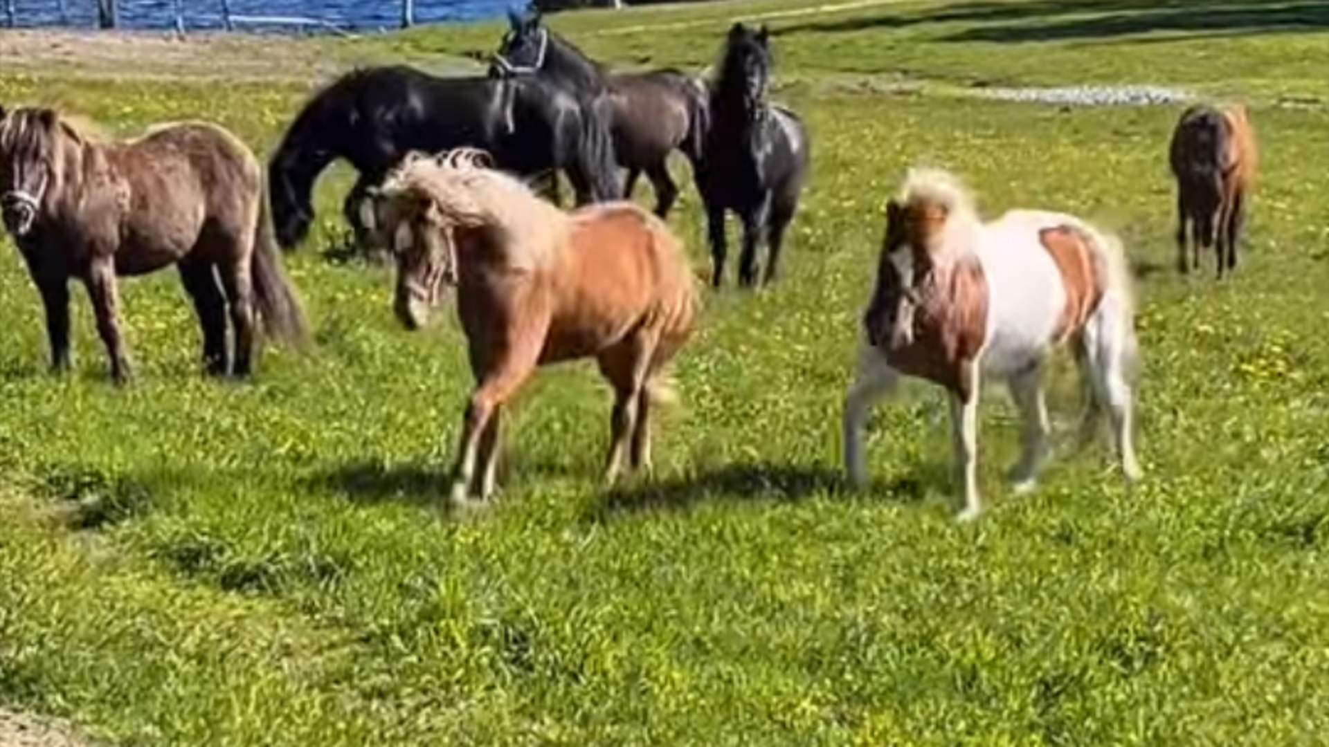 Hester Prærievogna Basnes Trailrides