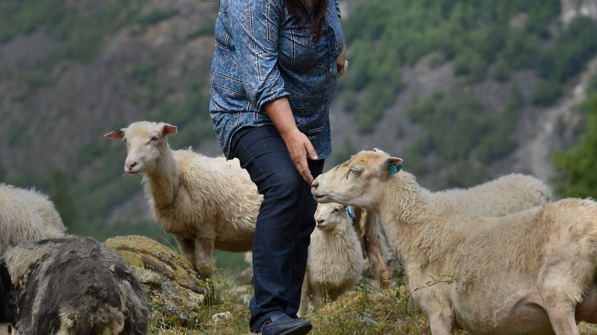 Sauesank i Aurlandsdalen