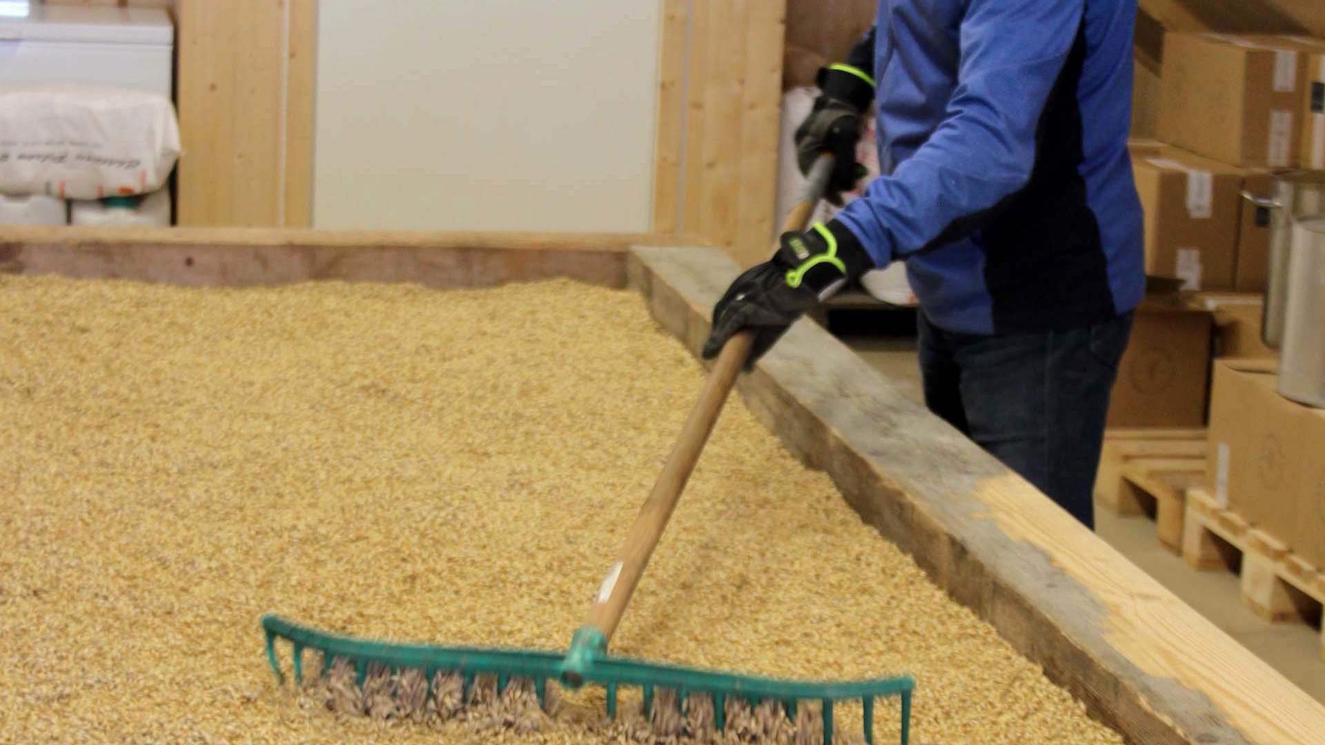 raking_malting