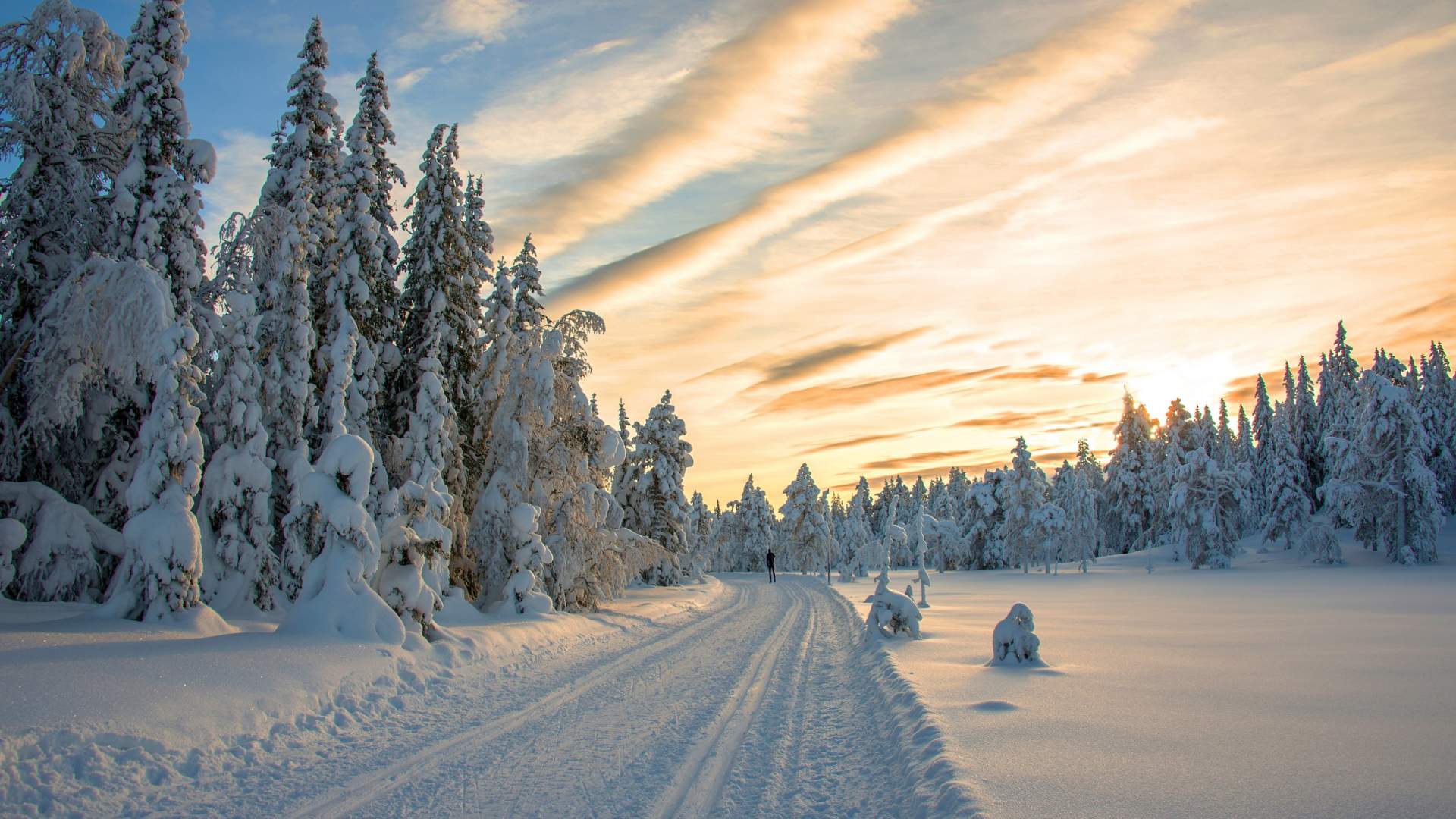 ringkollen web