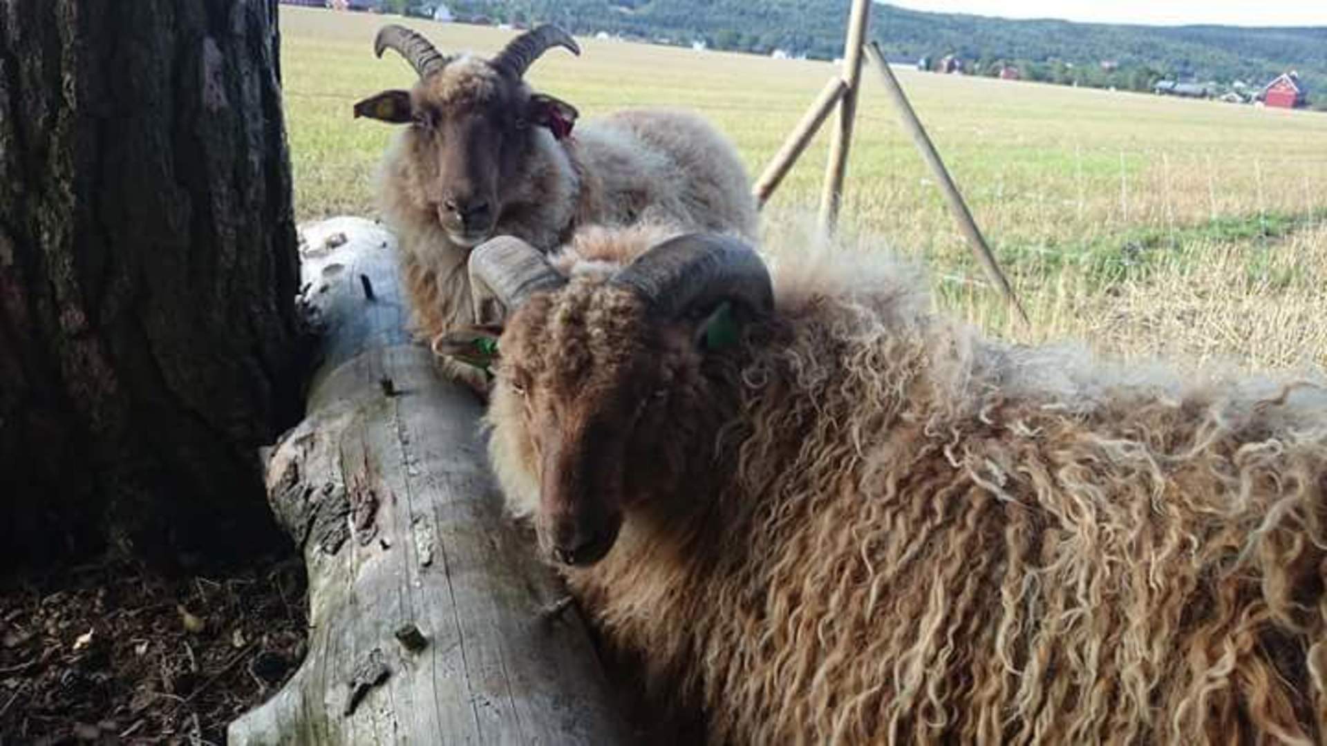 Ramnes Søndre Gård