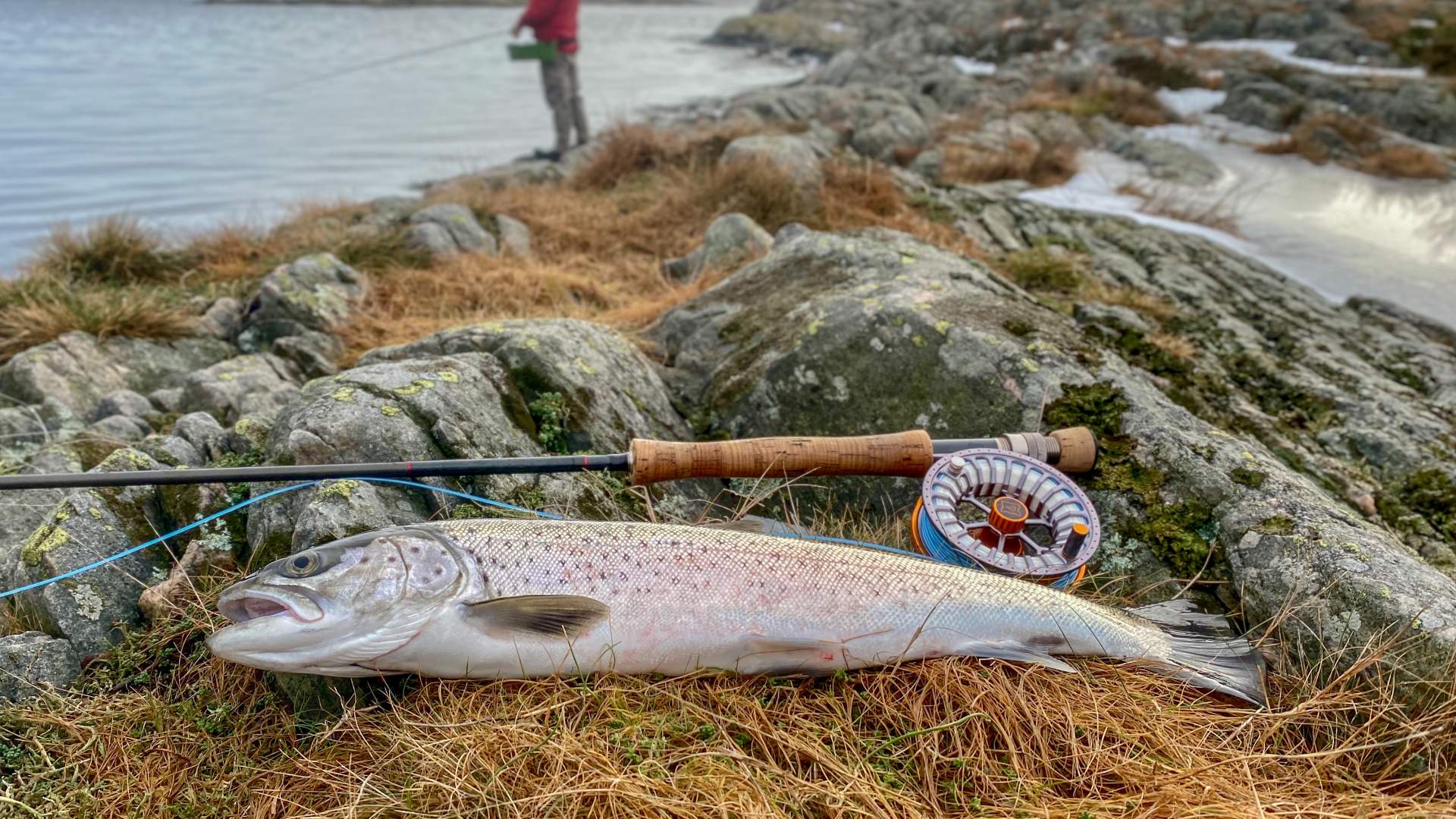 sea trout Flekkerøya - AnglerPilot