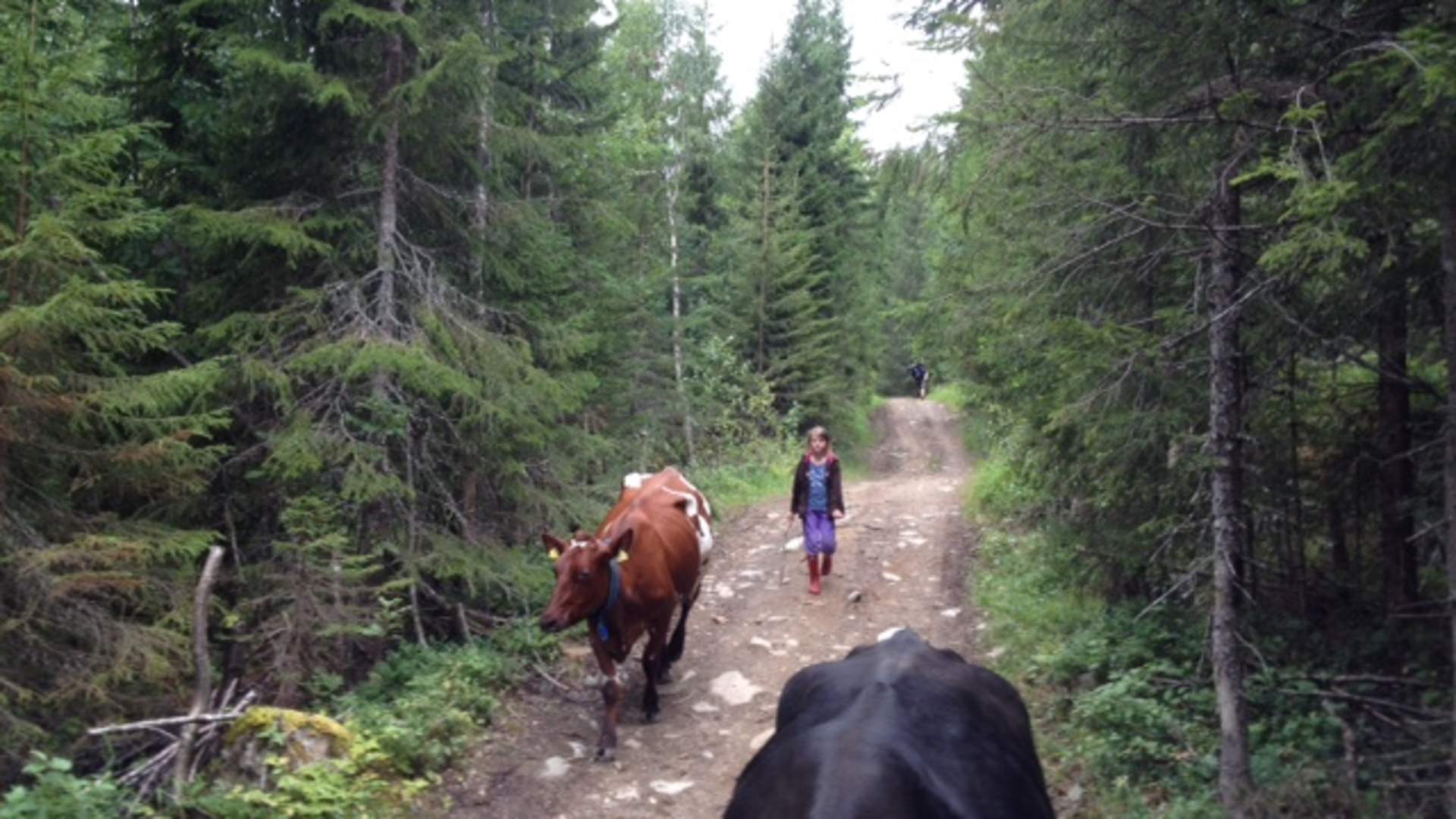 snåsa dravlandseteren (4)
