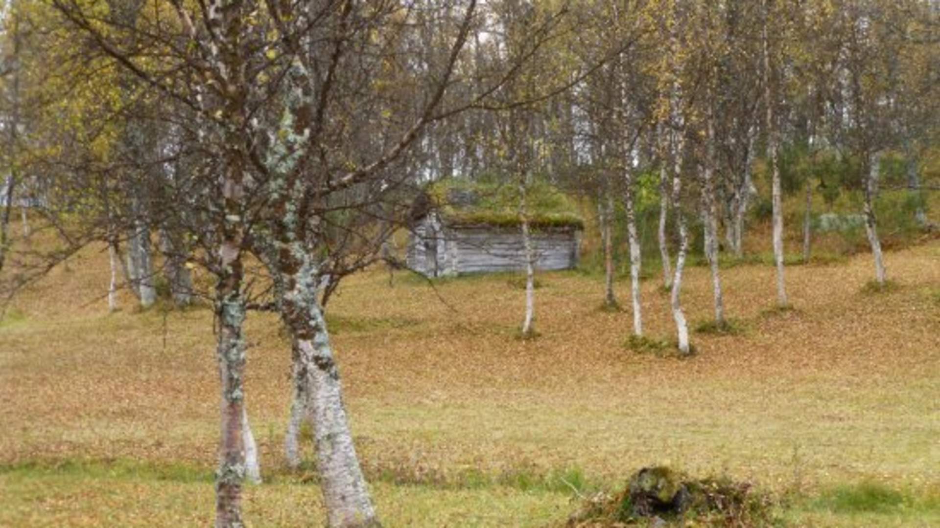 solendet