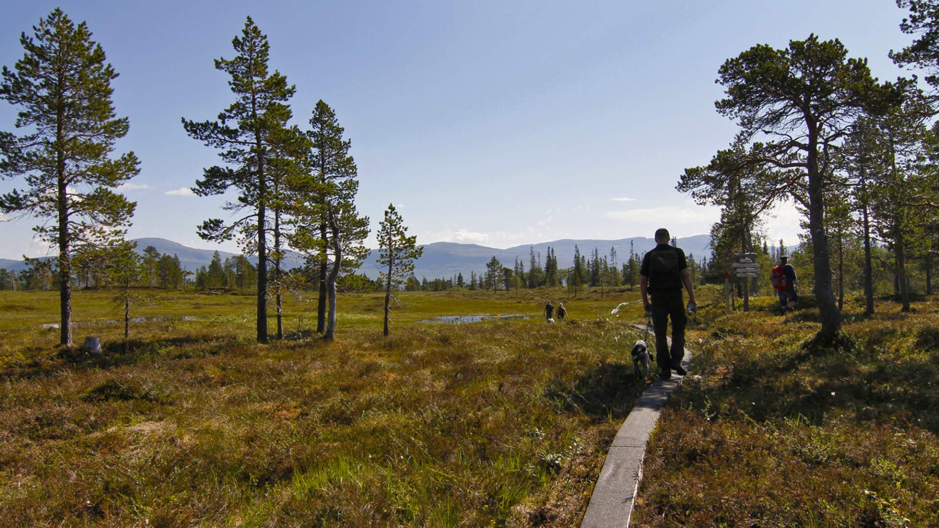 steinkjer steinkjer kommuneskoger vandring norges geografiske midtpunkt (50) WEB