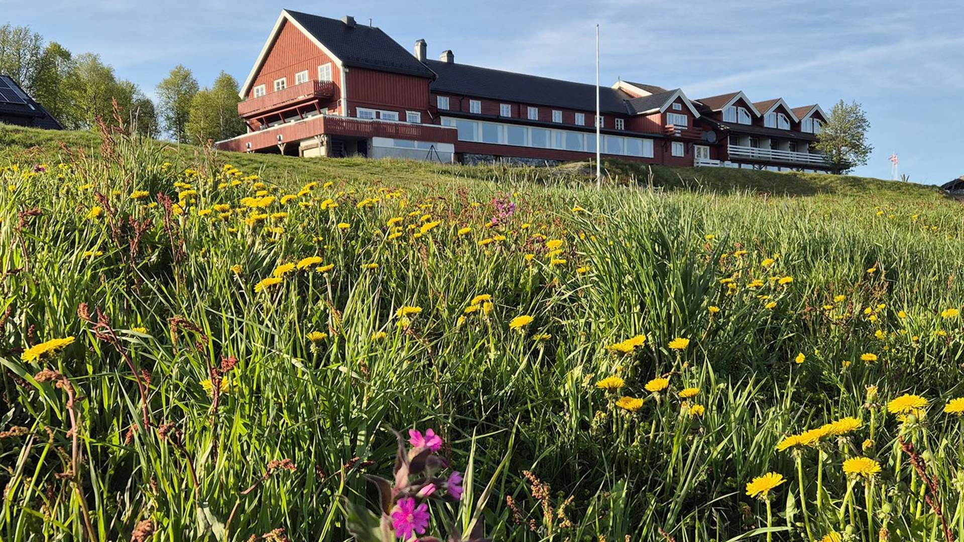 Kamben sommer blomstereng