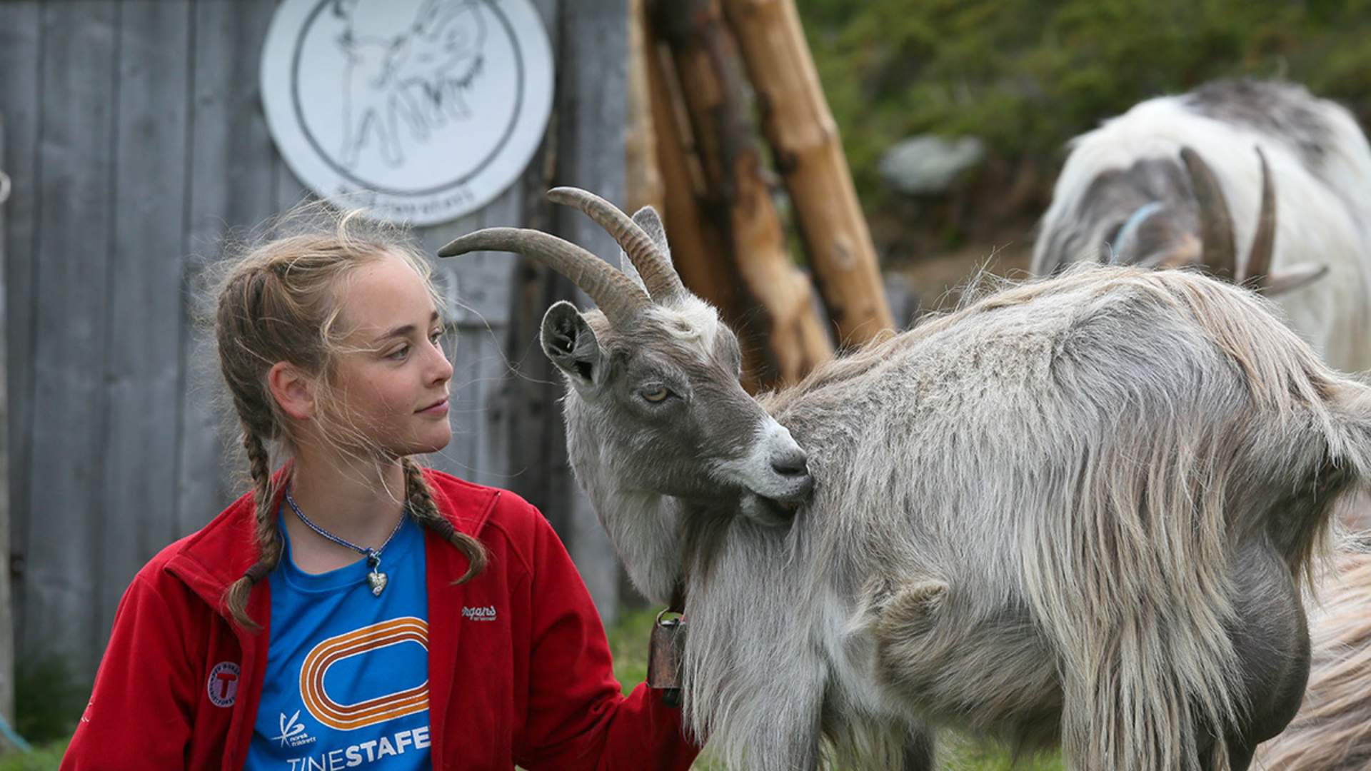 web_Idunn, Bitihorn og Olestølen