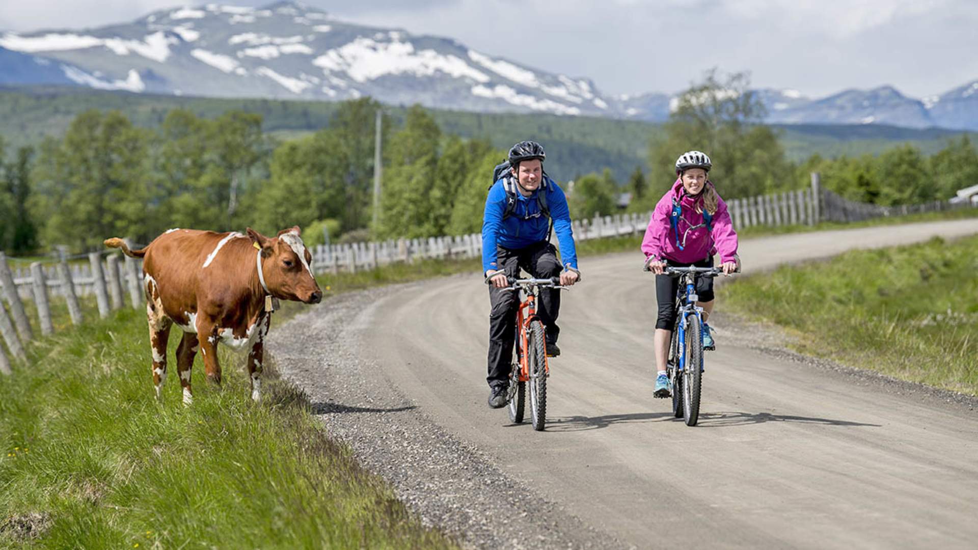 Mjølkevegen og ku_scanout