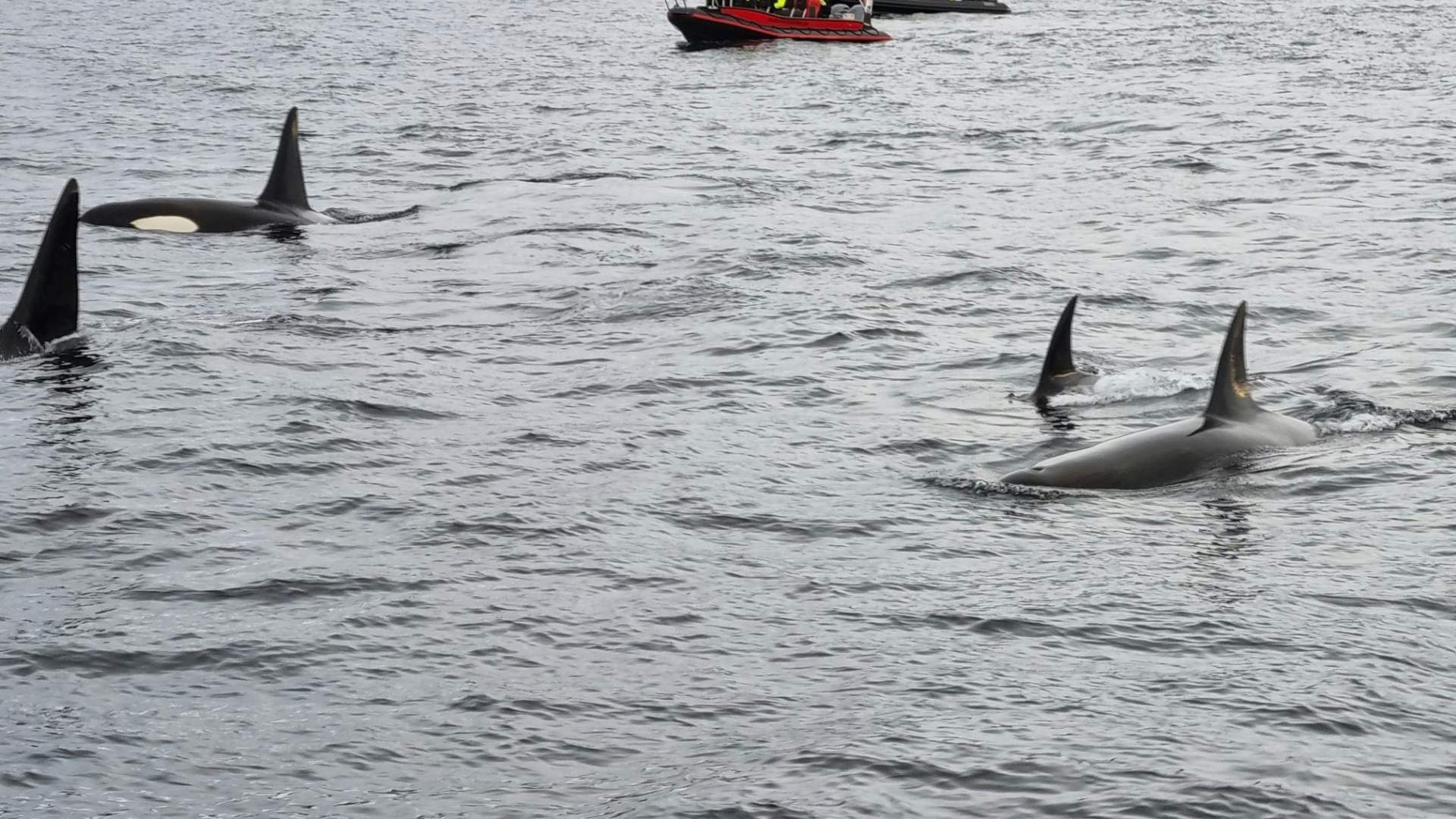 Experience the thrill of wildlife watching as orcas swim gracefully beside a boat full of excited visitors, set against a stunning backdrop of snow-capped mountains.