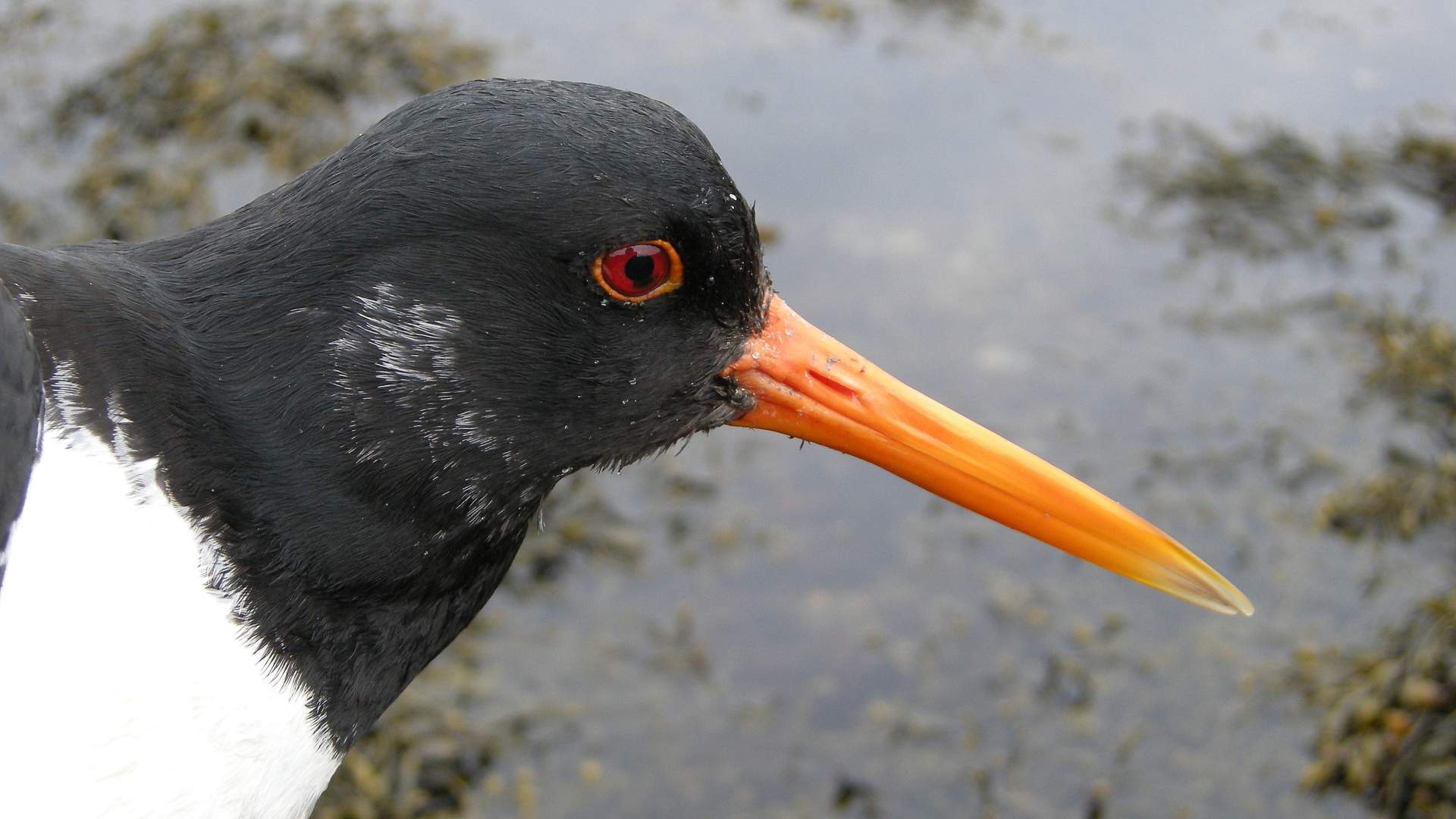 Vogelbeobachtung Utsira