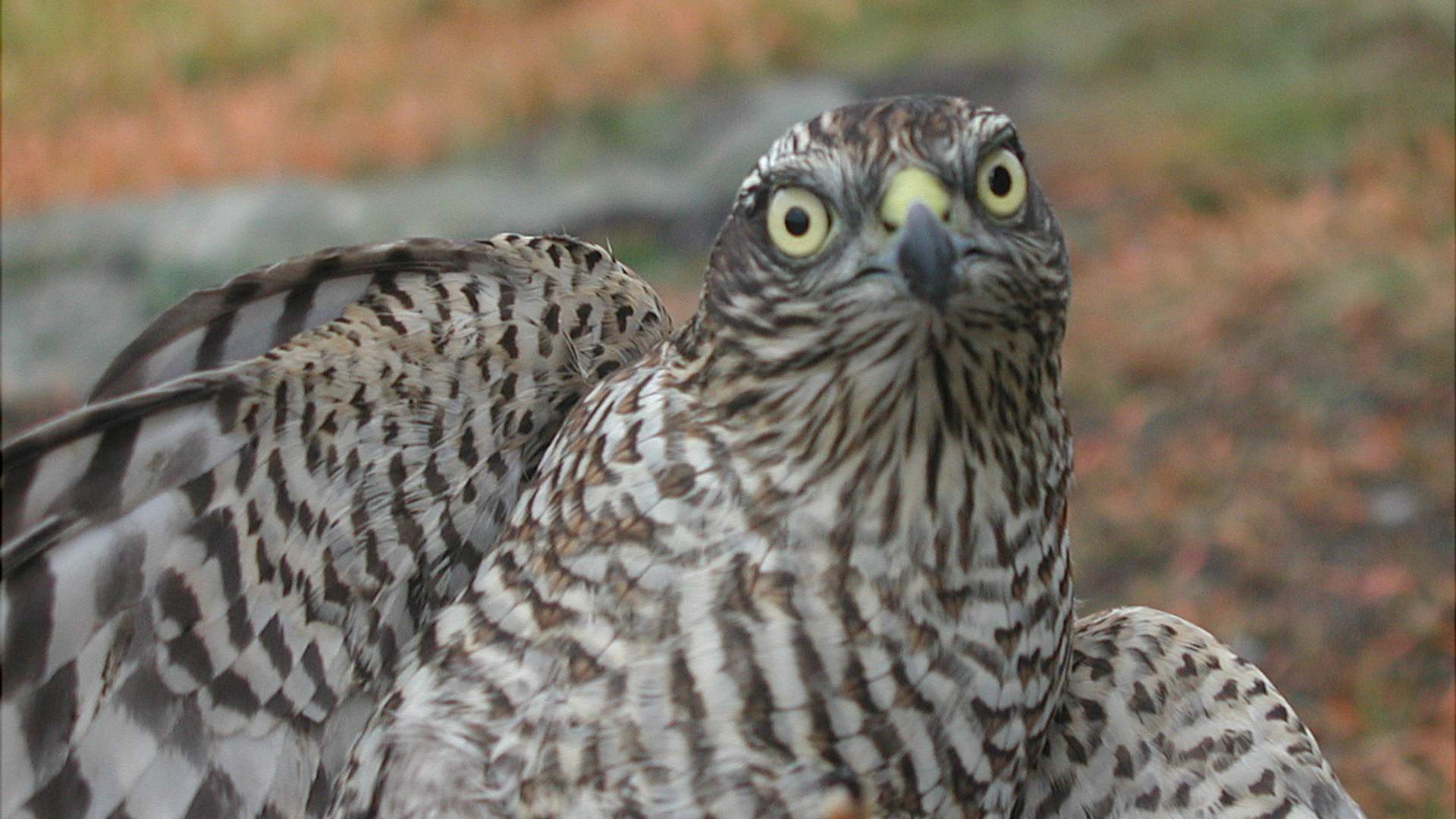 Vogelbeobachtung Utsira