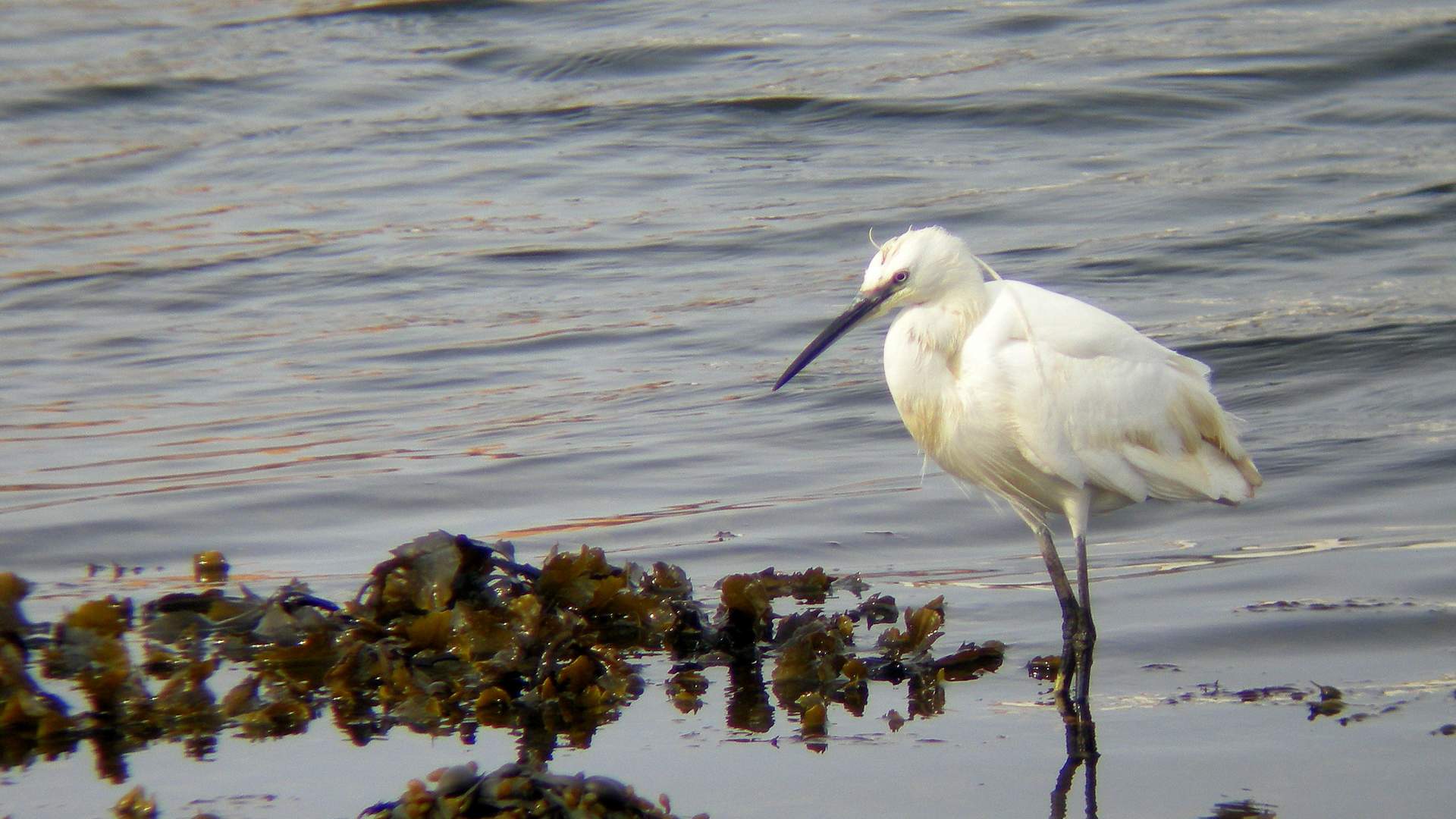 Vogelbeobachtung Utsira