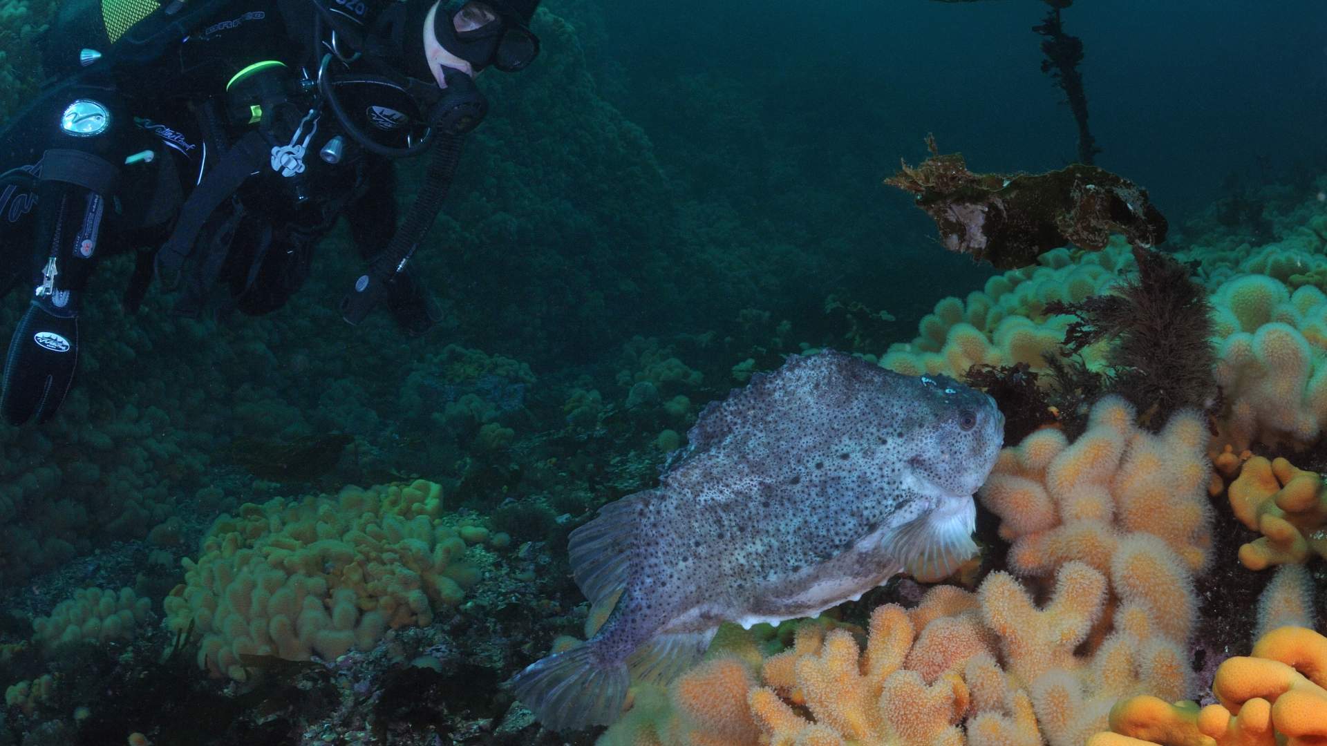 Tauchen an der Atlantikstraße mit dem Strømsholmen Seasport center