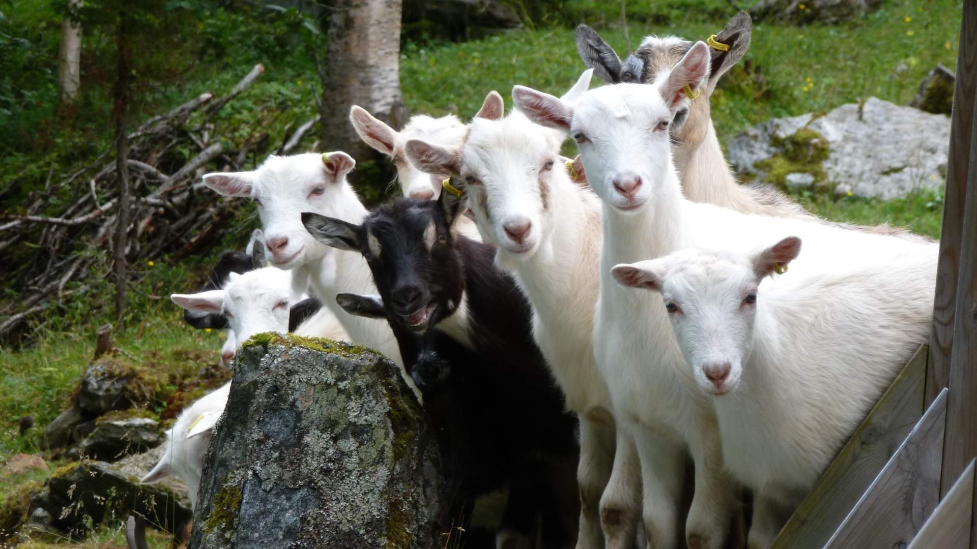 Fjord Exploration AS