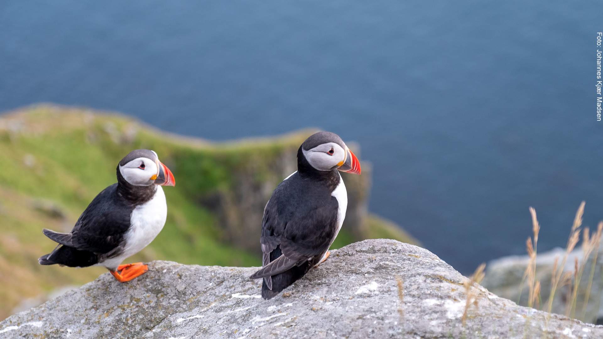 Lundesafari - guida fjelltur til fuglefjellet på Runde