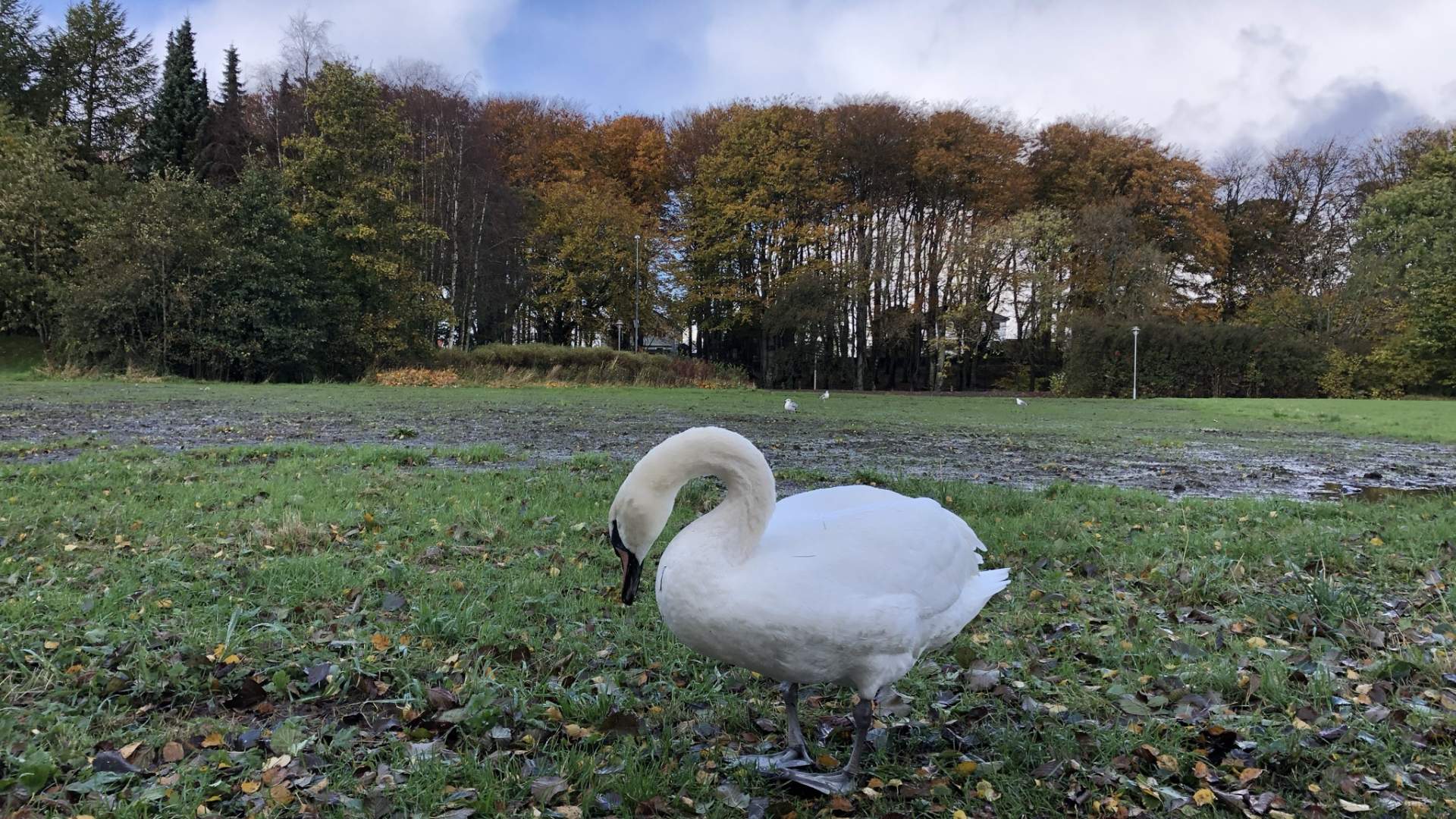 Mosvatnet/Vålandskogen