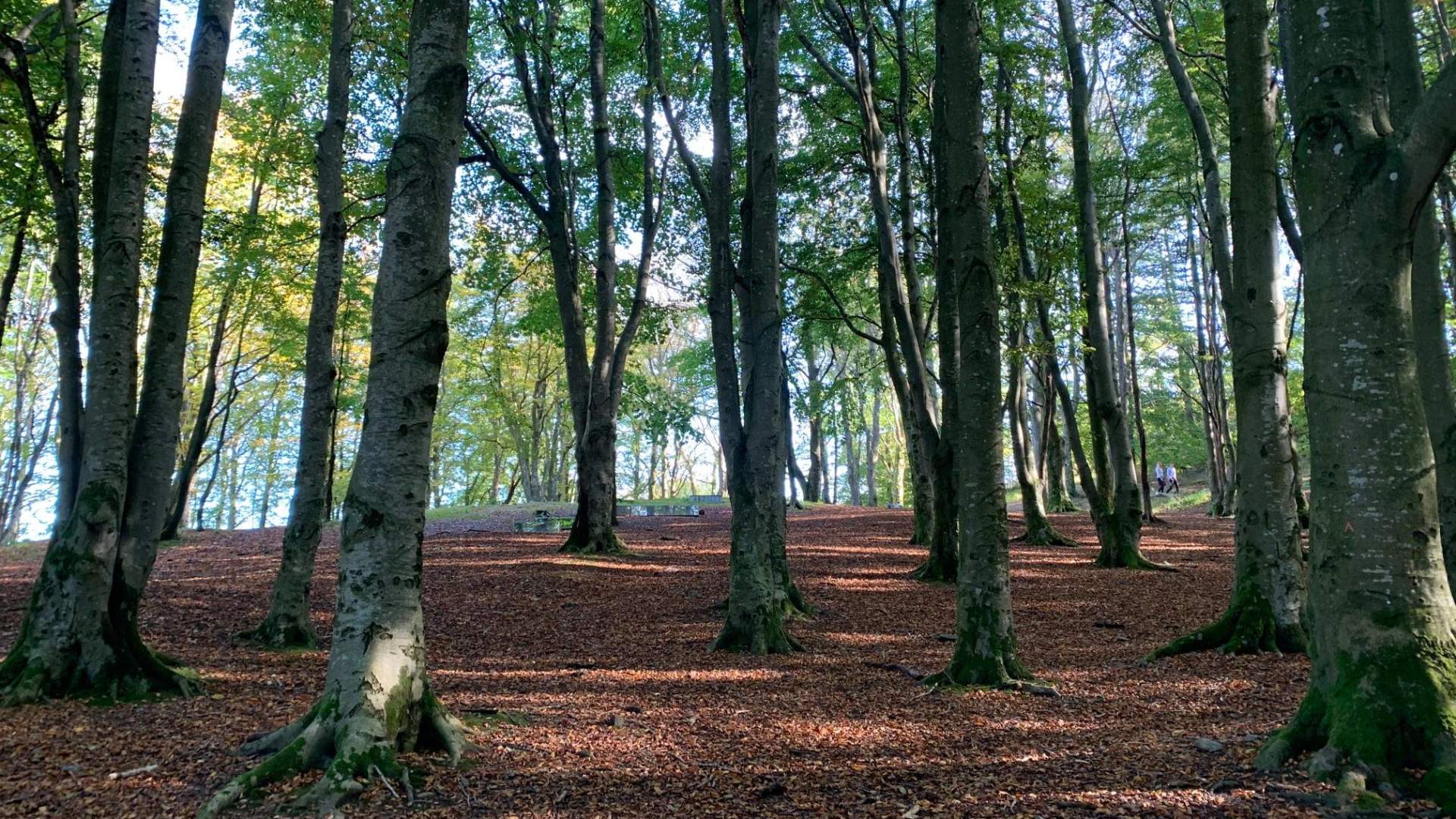 Mosvatnet/Vålandskogen