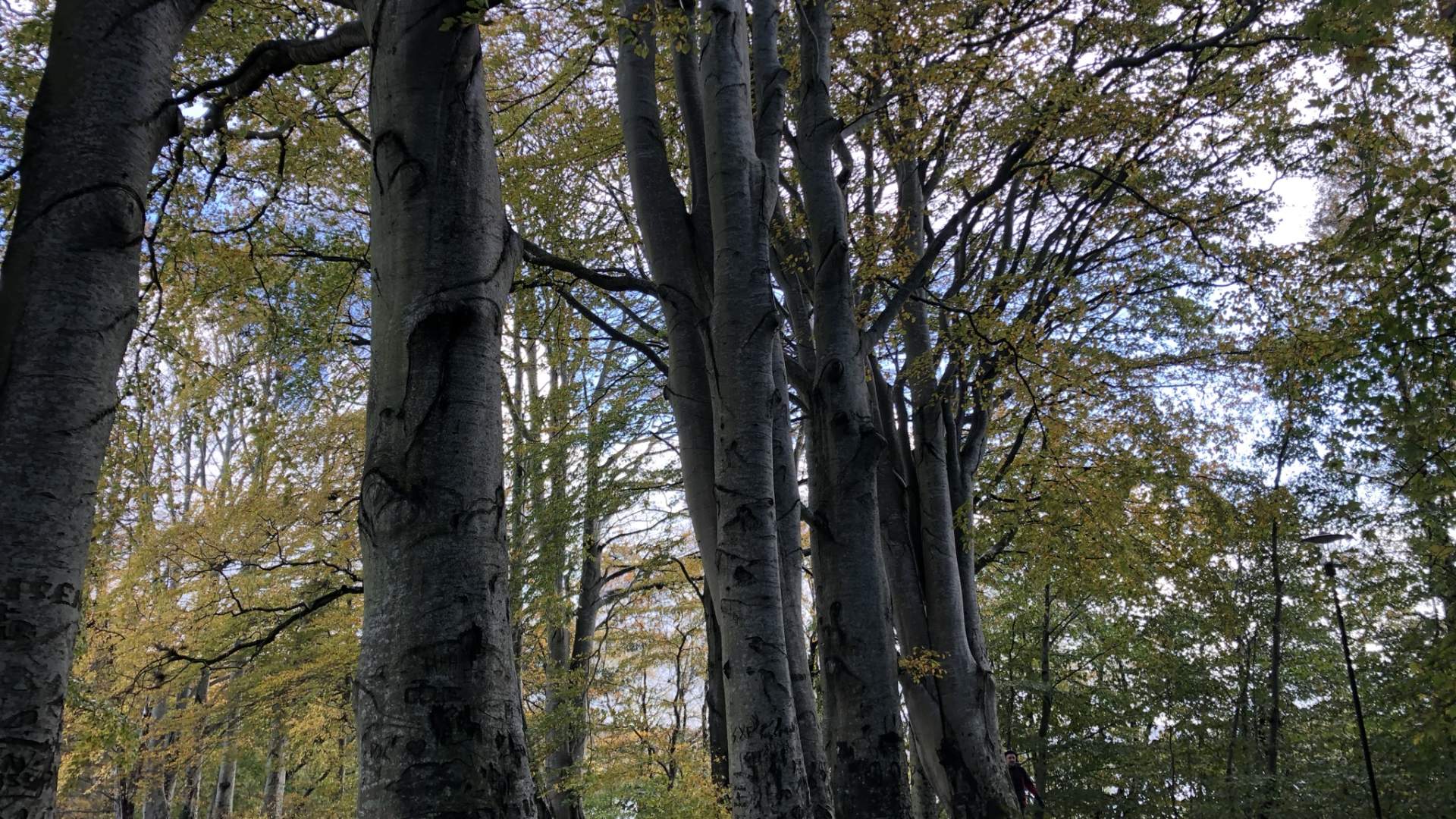 Mosvatnet/Vålandskogen