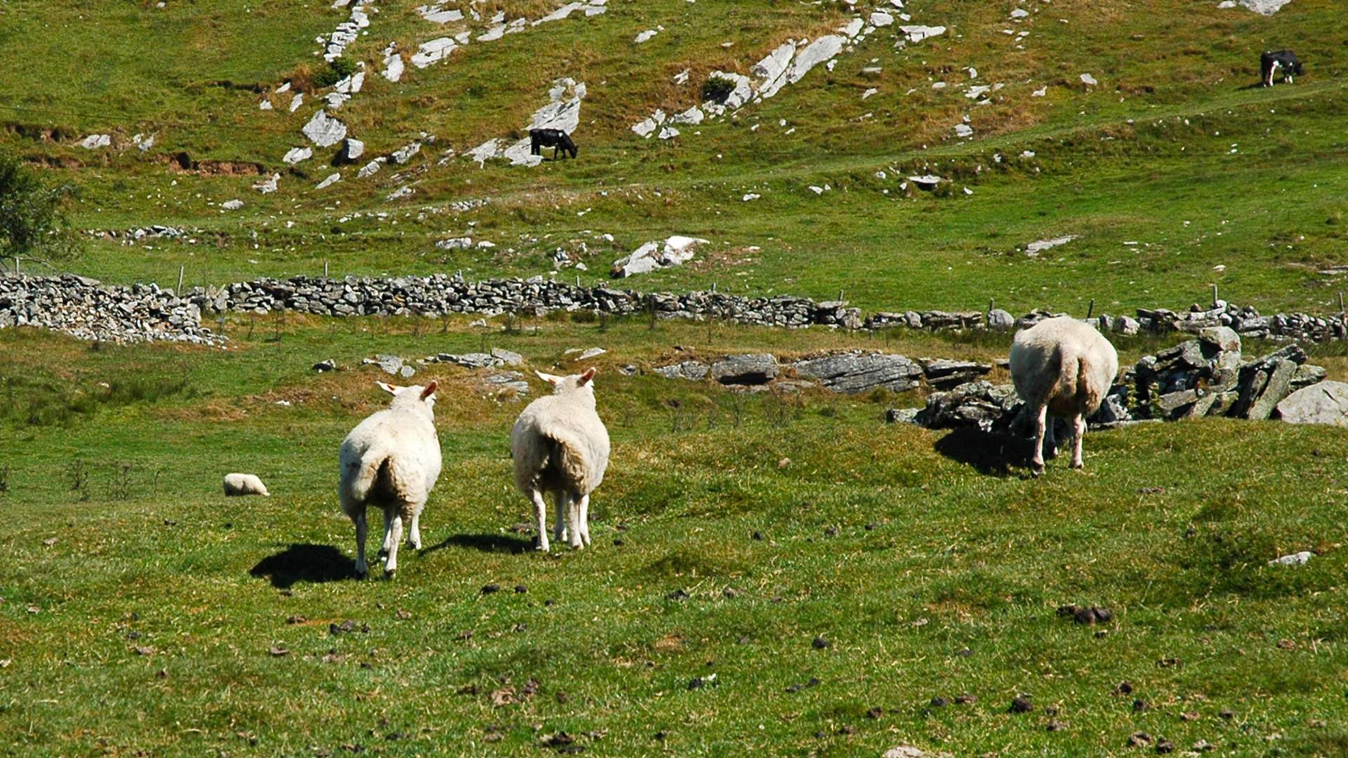 Fra Bø til Knott - en smak av Irland