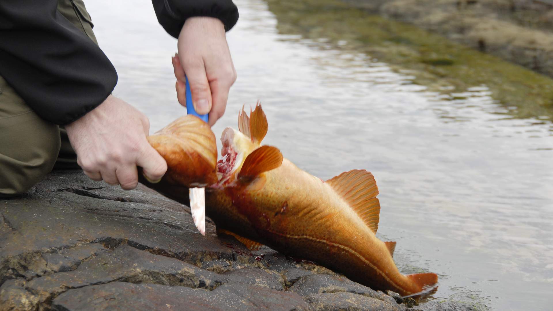 The North Sea Trail Mølstrevåg - Buavåg