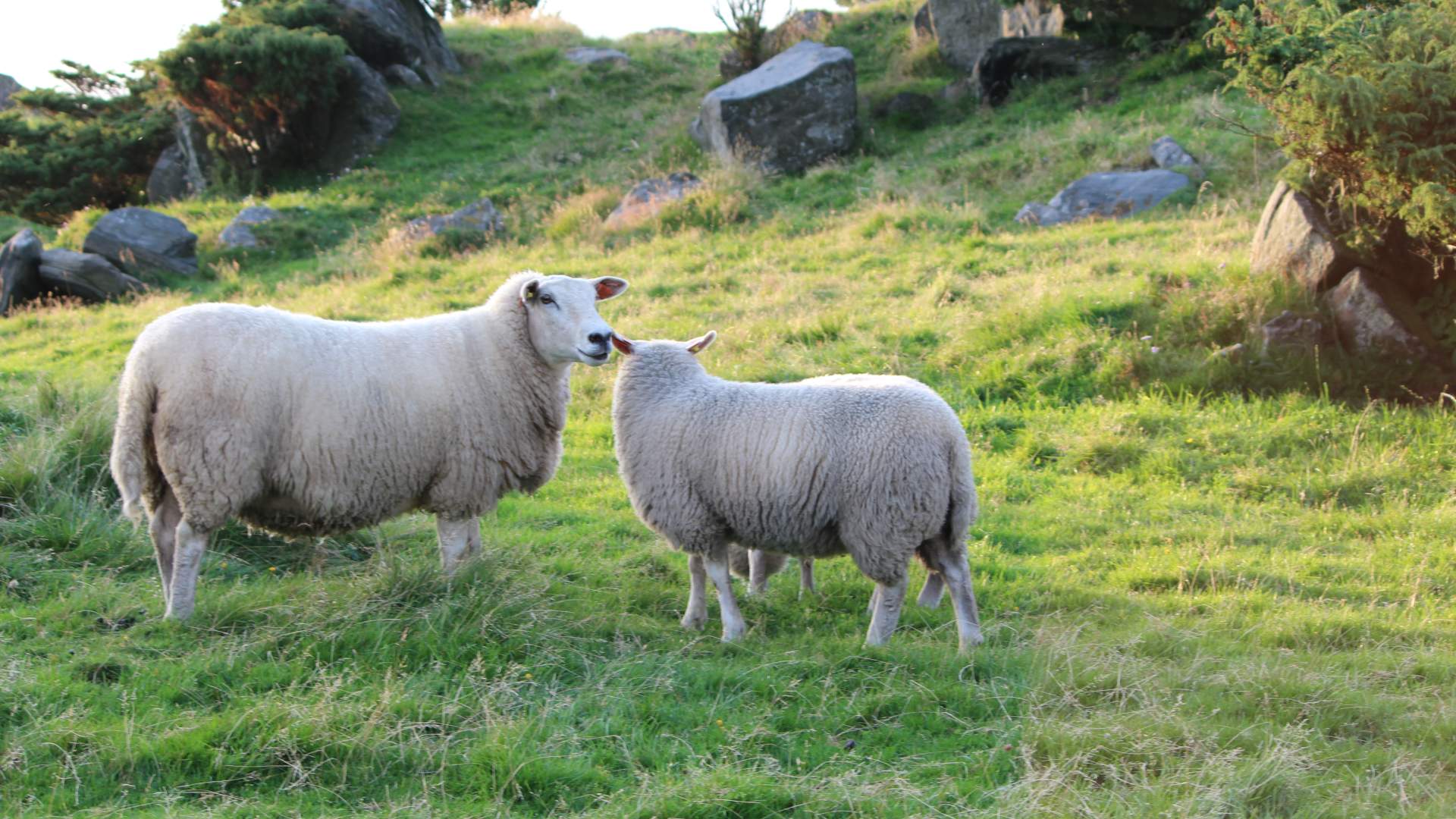 Wanderung von Kvitevik nach Vignesneset