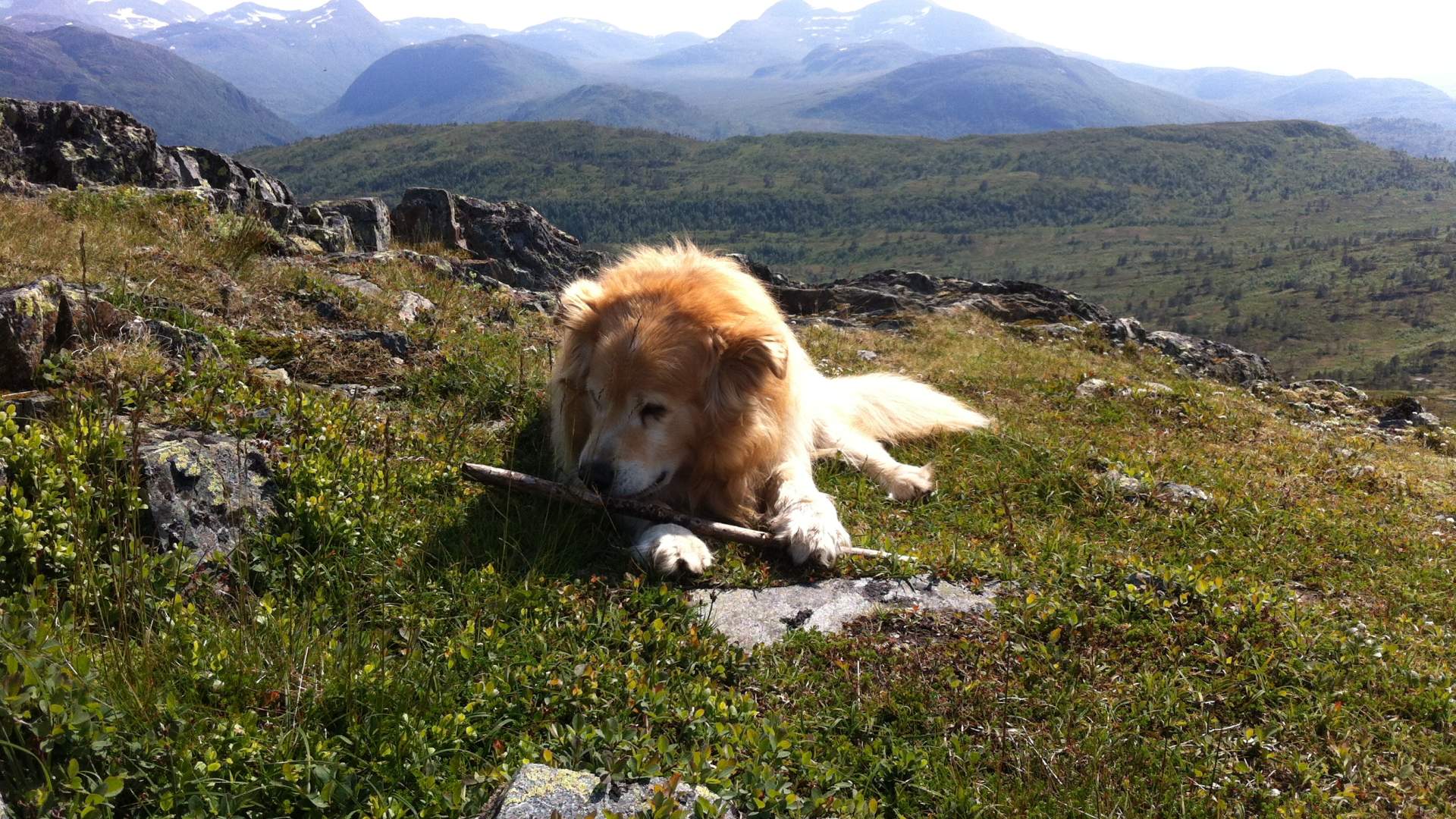 Fjelltur til Syltnebba i Surnadal (667 moh)