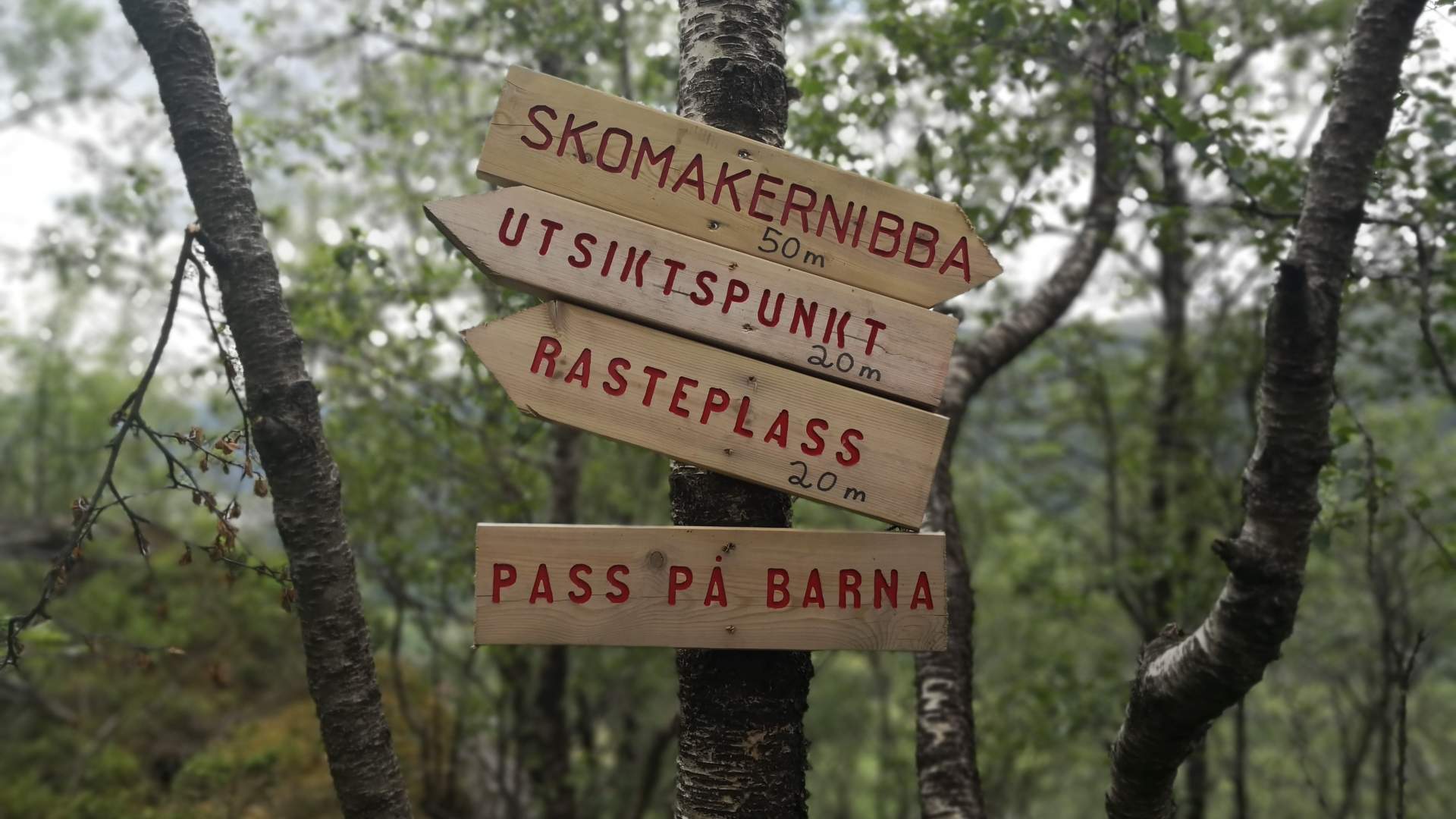 Skomakarnibba i Vikedal