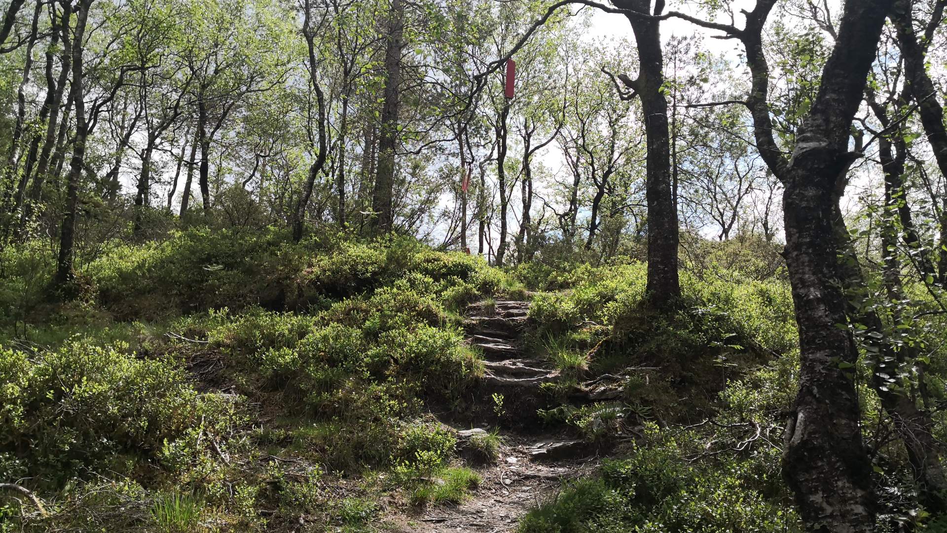 Skomakarnibba i Vikedal