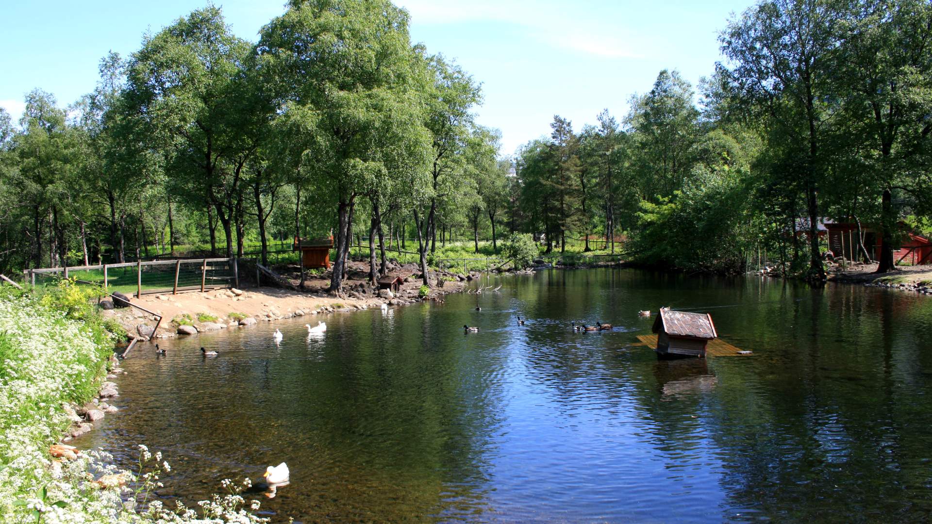 The duck pond in Sauda