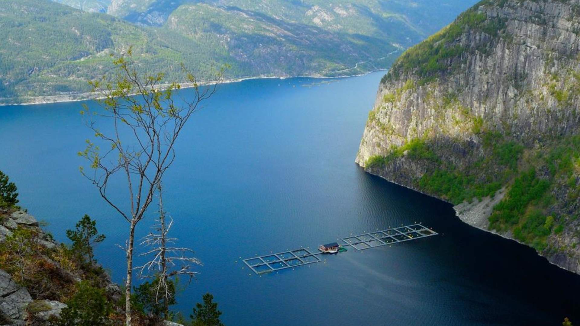 Sterling White Halibut in Hjelmeland