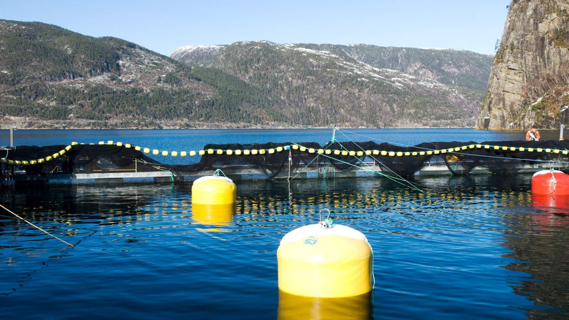 Sterling White Halibut in Hjelmeland