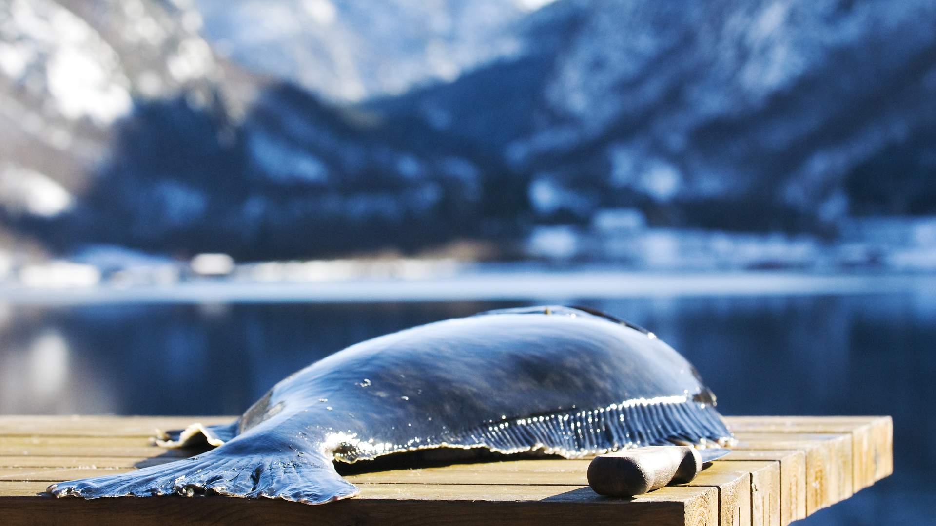 Sterling White Halibut in Hjelmeland