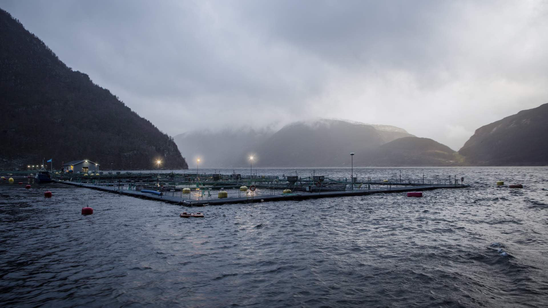 Sterling White Halibut in Hjelmeland