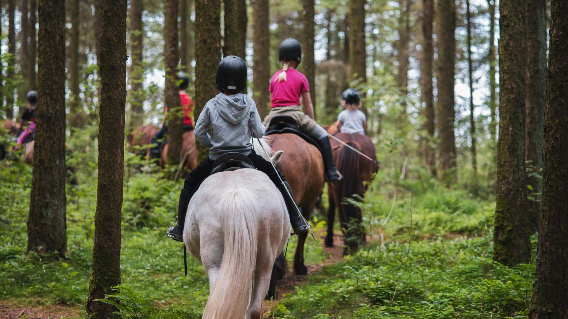 Tryggvi Islandshestgård
