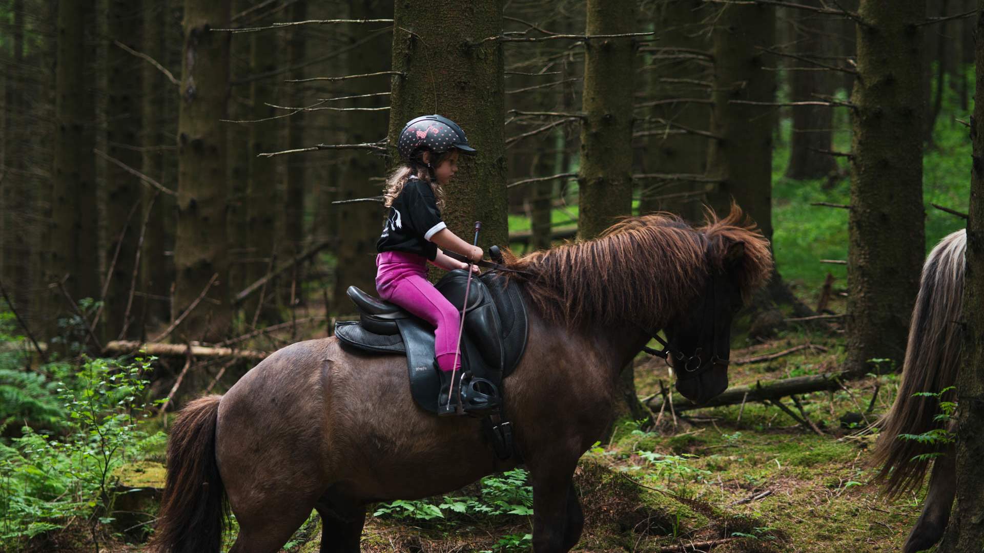 Tryggvi Islandshestgård