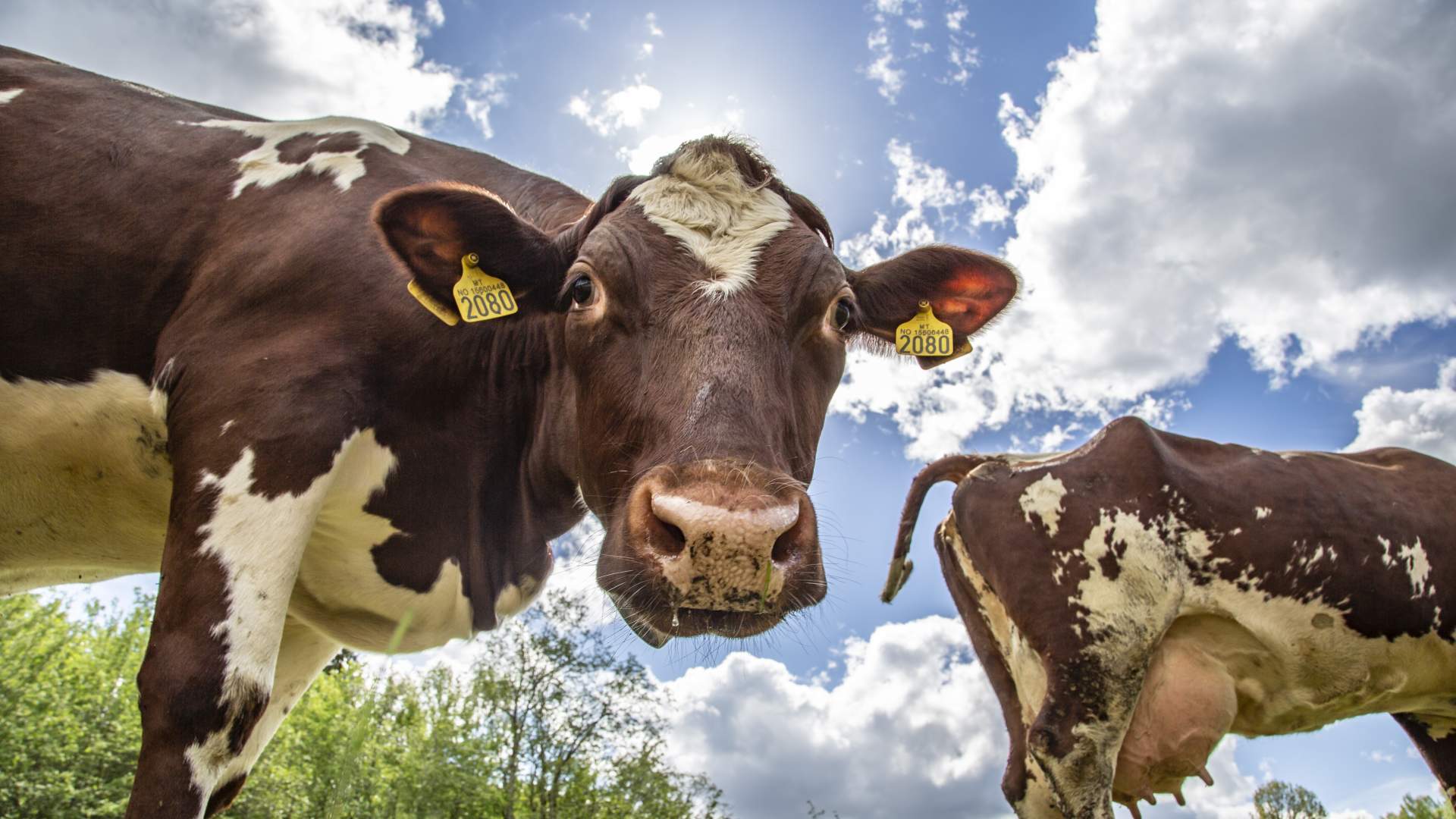 Tingvollost farm shop