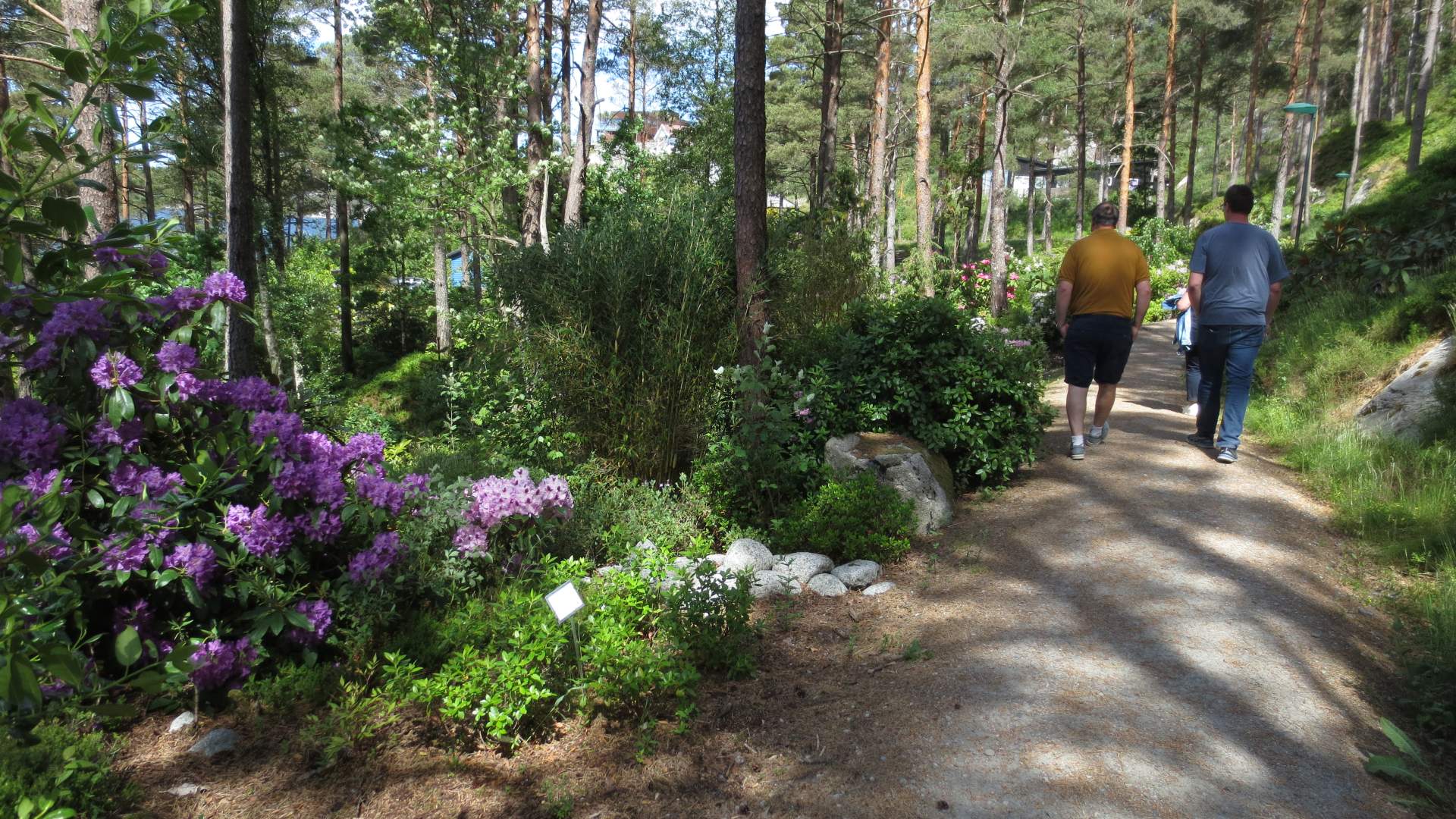 Rhododendronparken Rex Garden i Sveio | Hiking | Sveio | Norway