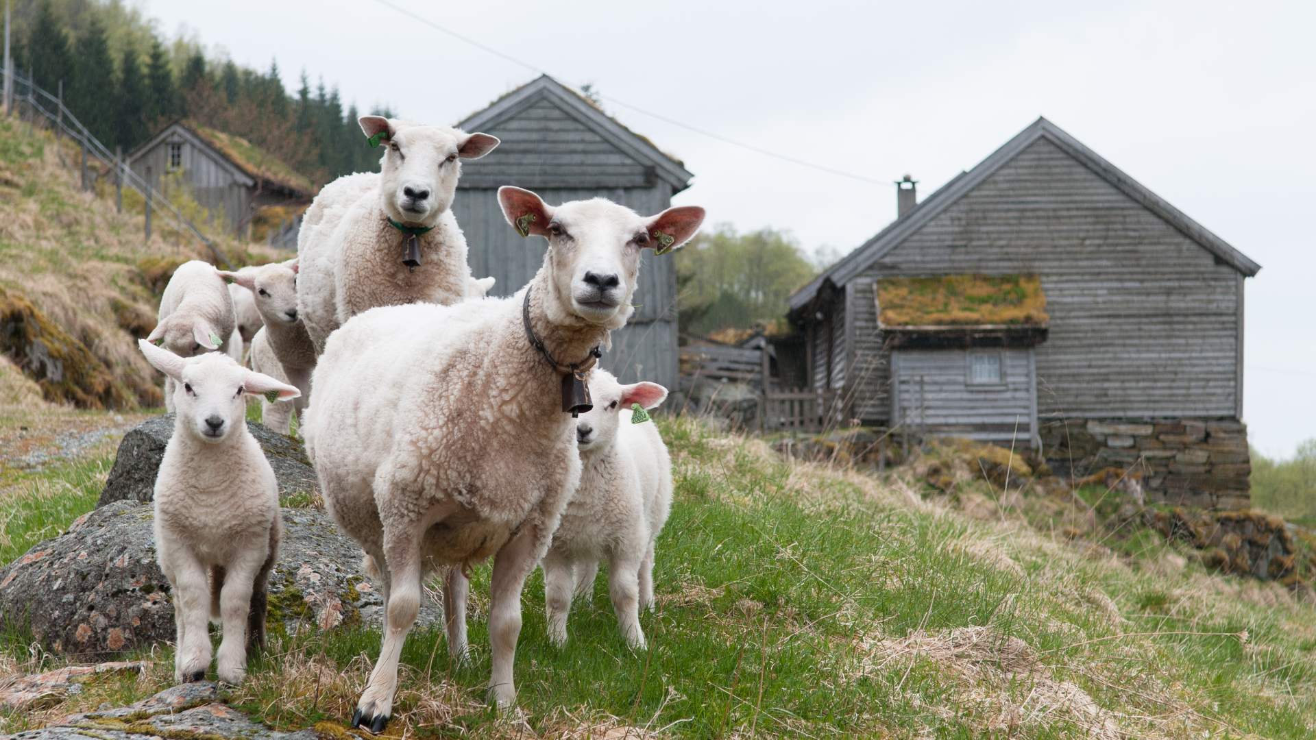Litunet in Suldal (Ryfylkemuseet)