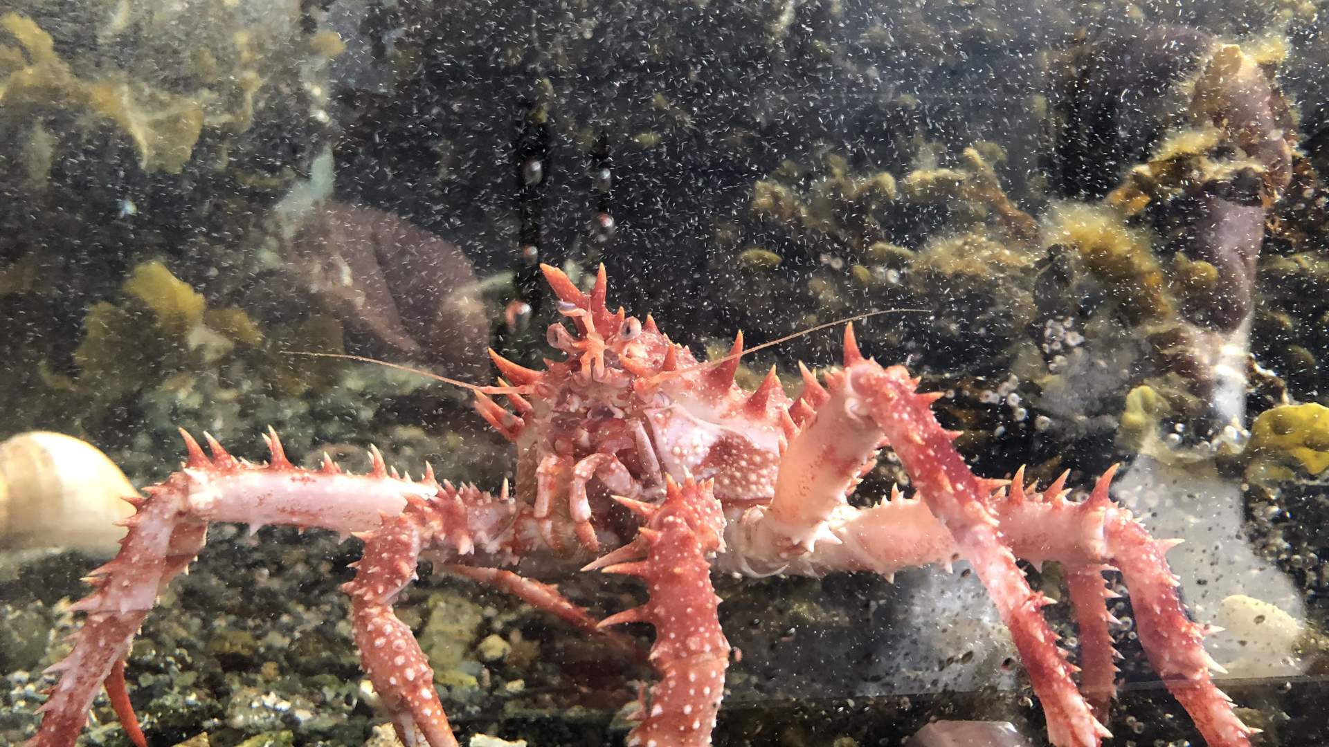 Røvær Havbrukssenter