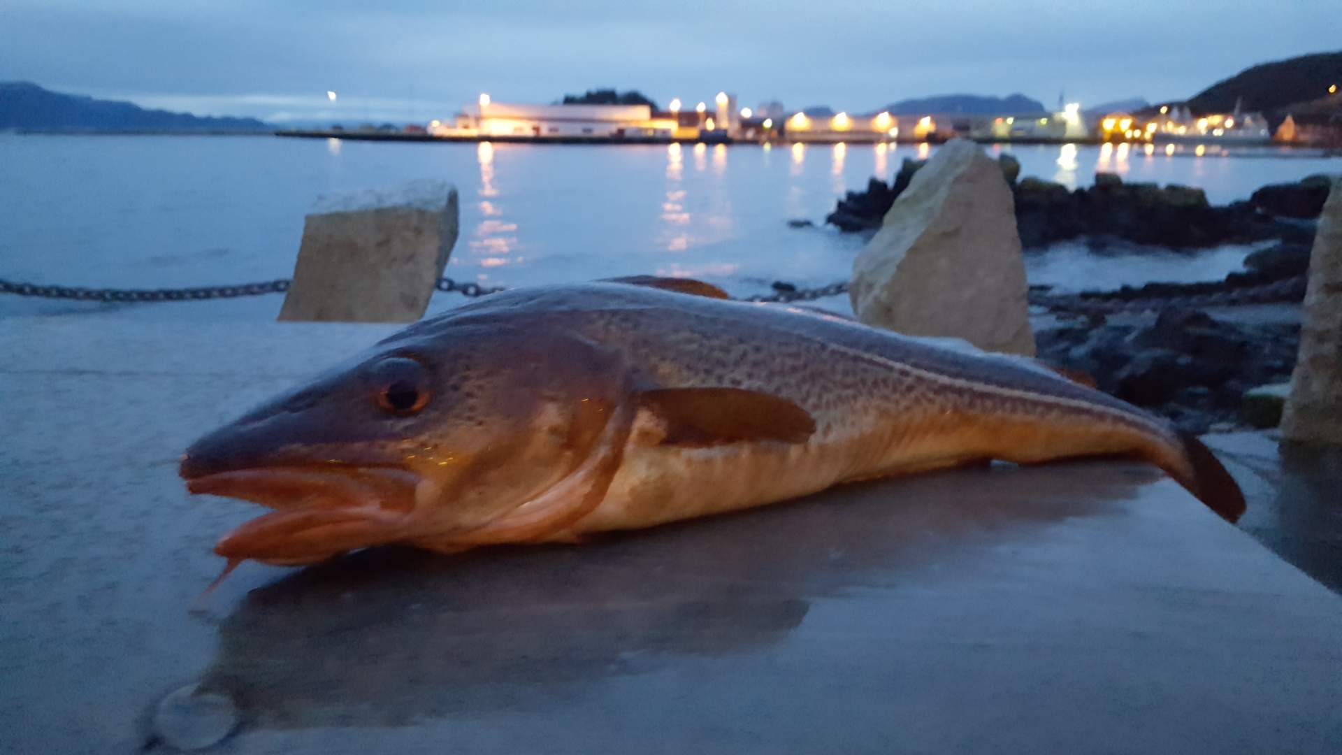 Kjelstad Holidayhouses Kalvåg